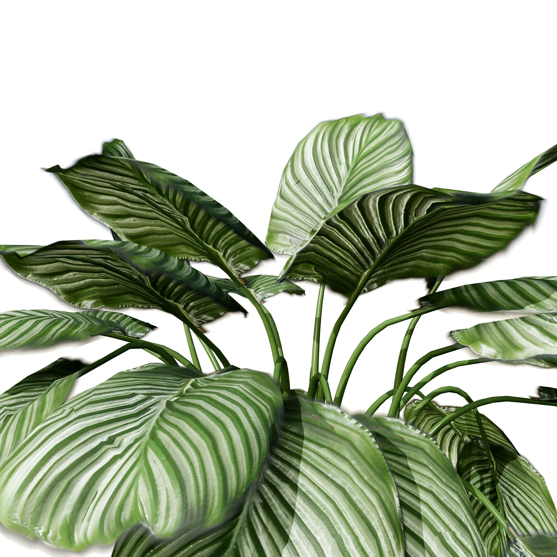 Prayer Plant 3D Model