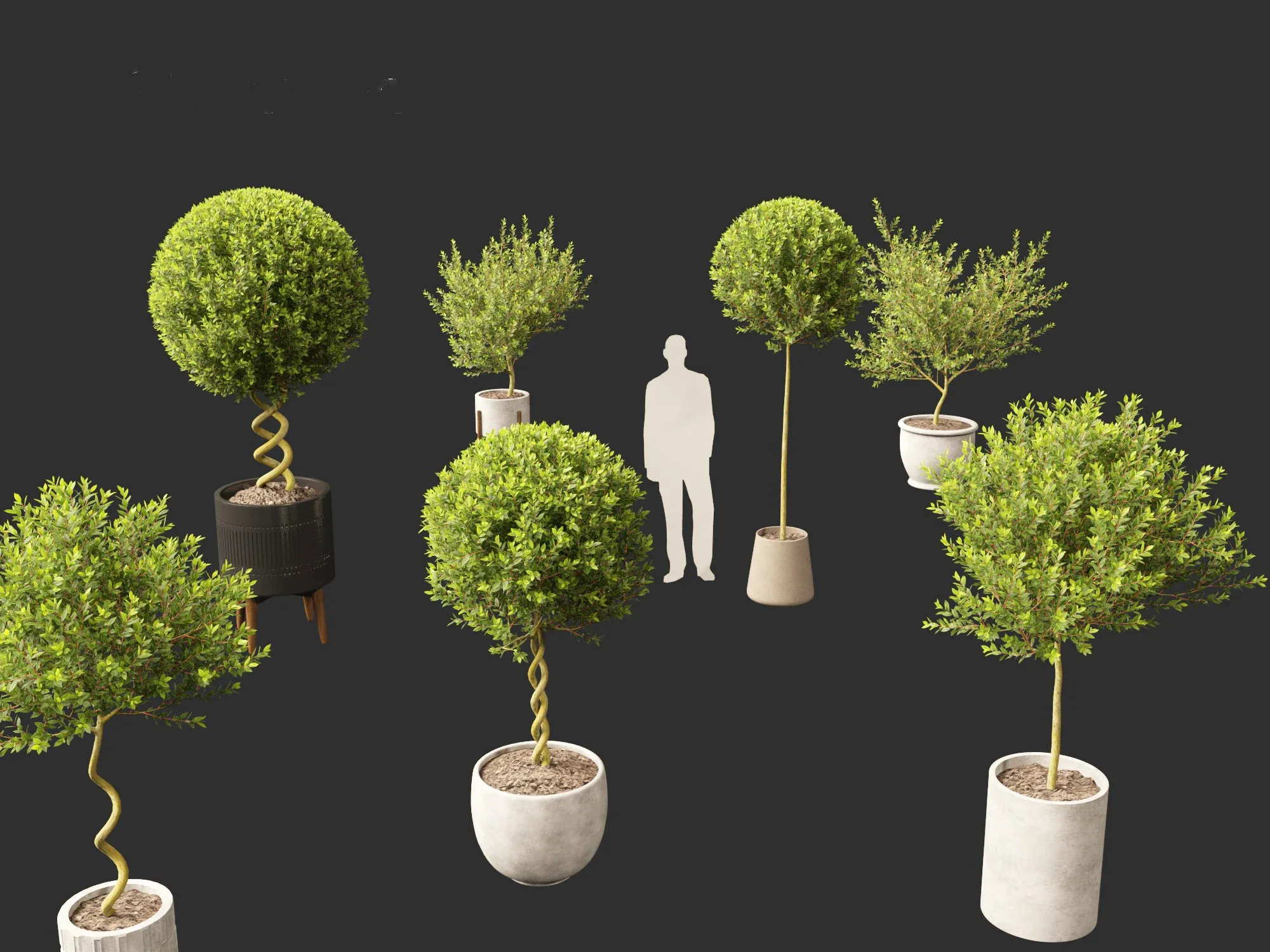 Laurus nobilis - Bay Tree 01