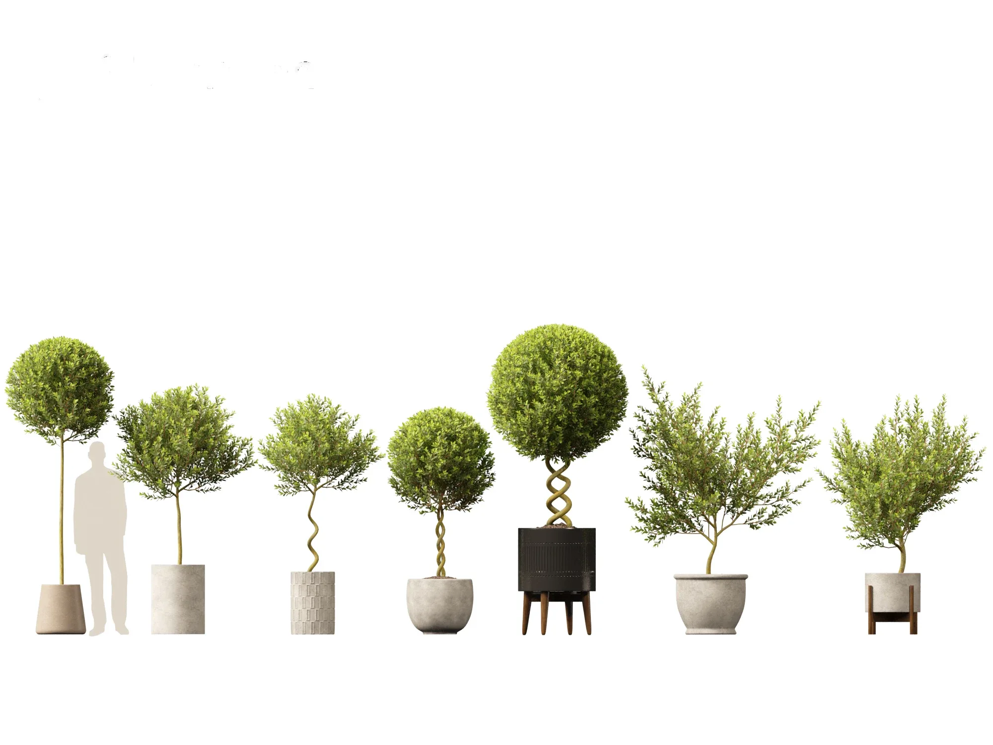 Laurus nobilis - Bay Tree 01