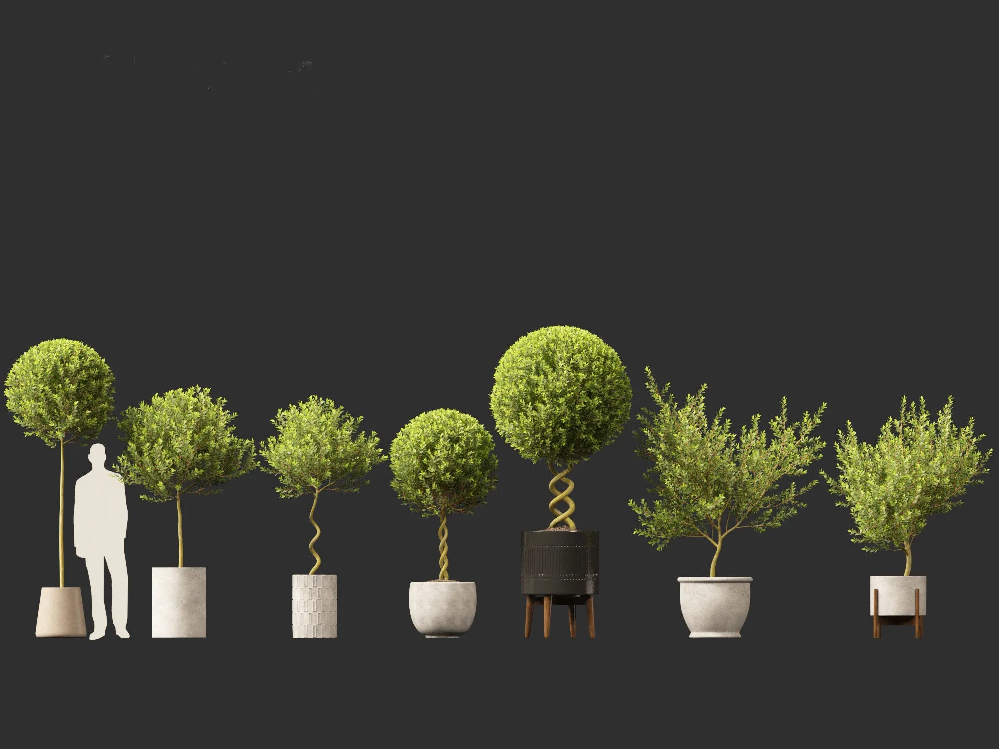 Laurus nobilis - Bay Tree 01