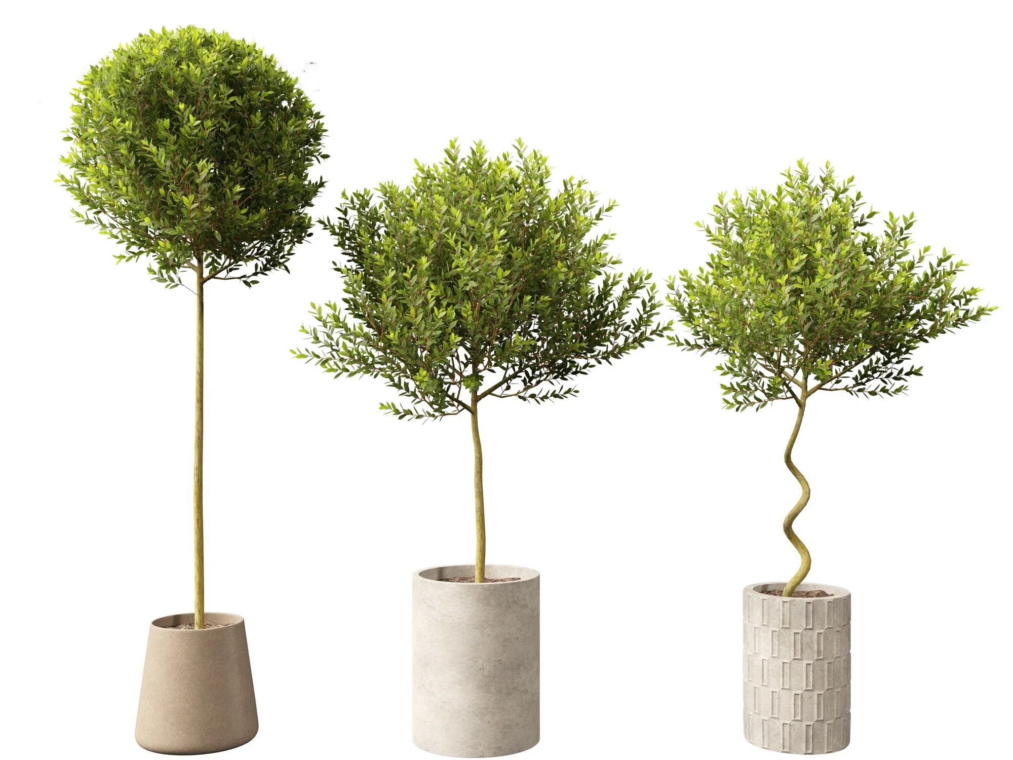 Laurus nobilis - Bay Tree 01