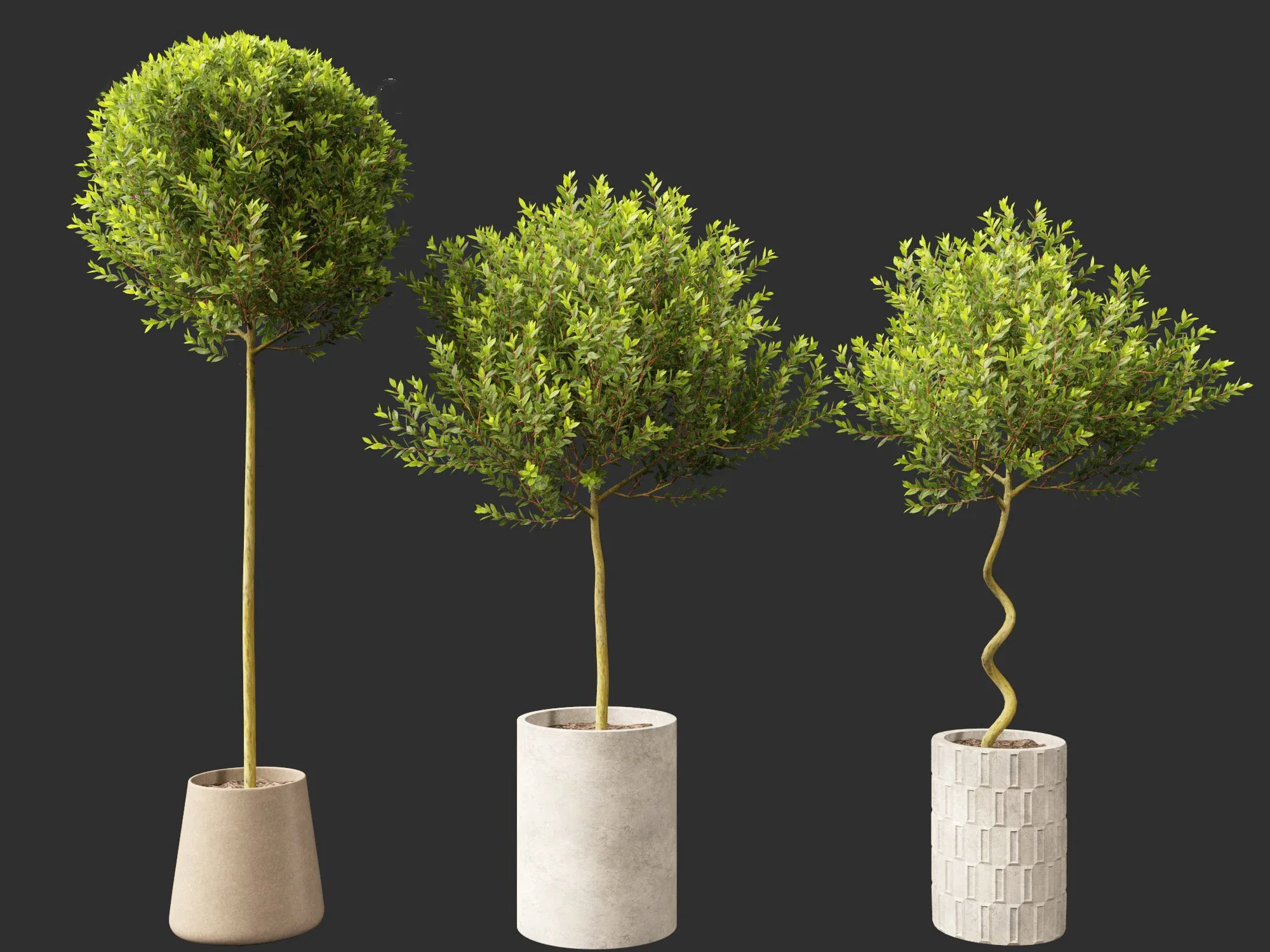 Laurus nobilis - Bay Tree 01