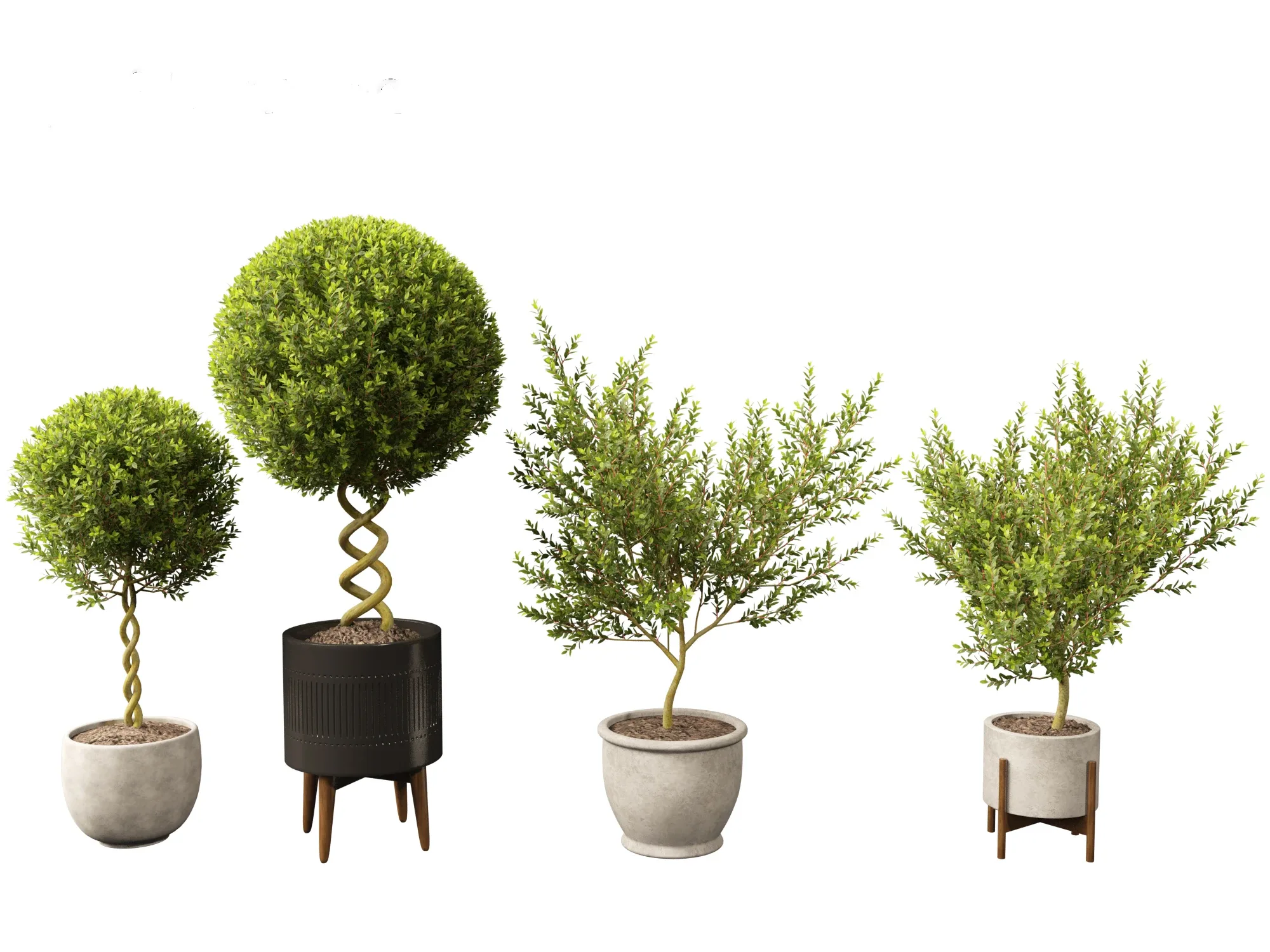 Laurus nobilis - Bay Tree 01