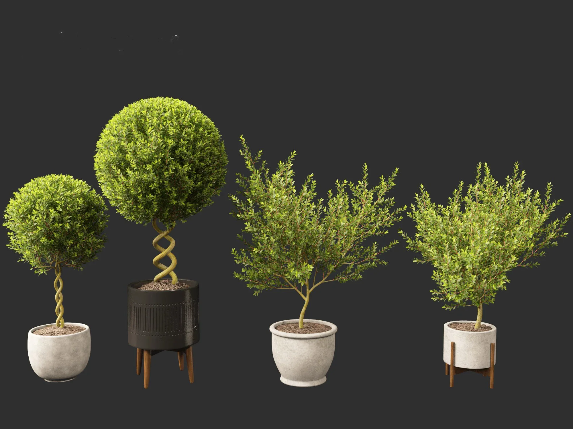 Laurus nobilis - Bay Tree 01