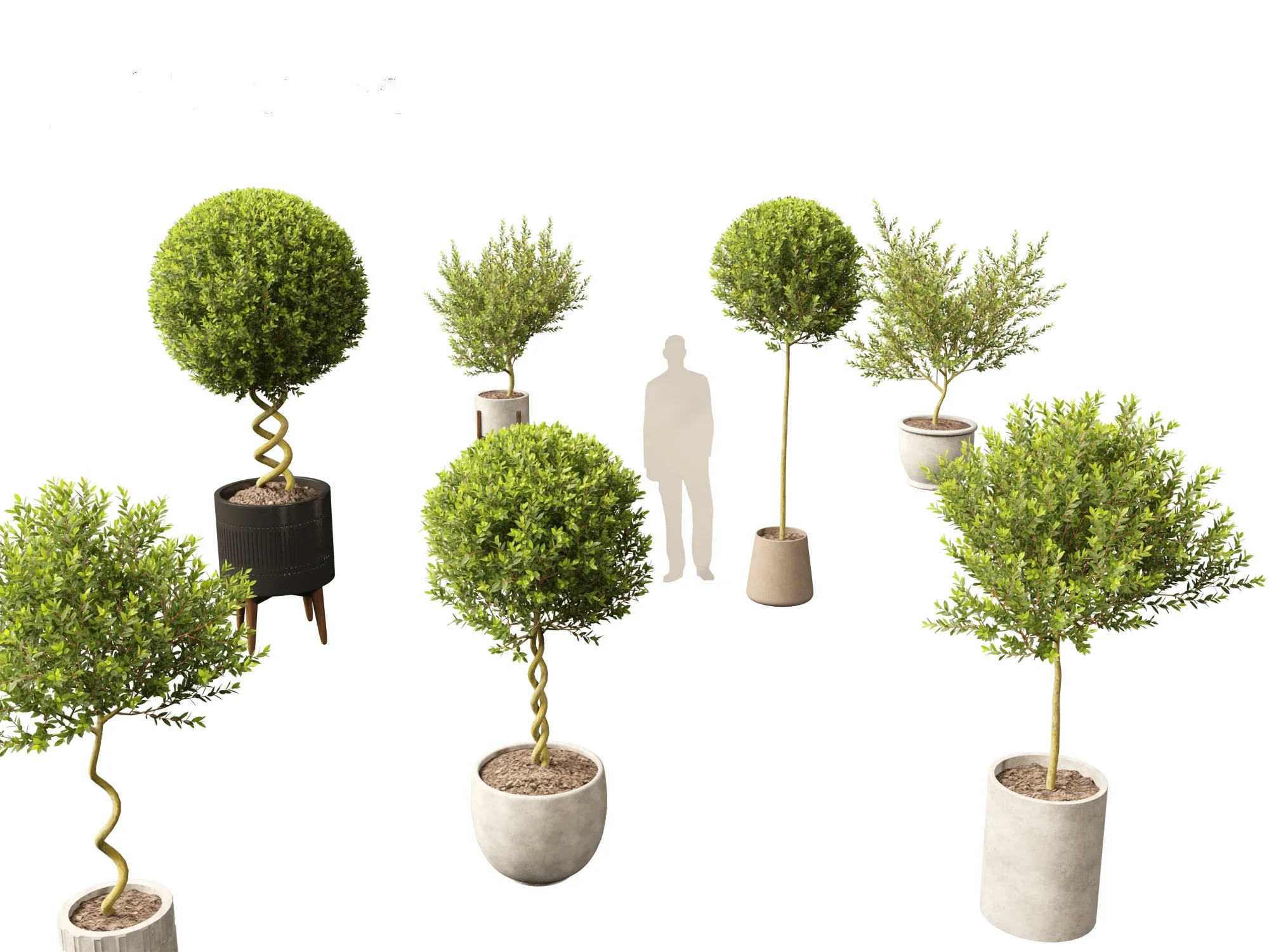 Laurus nobilis - Bay Tree 01