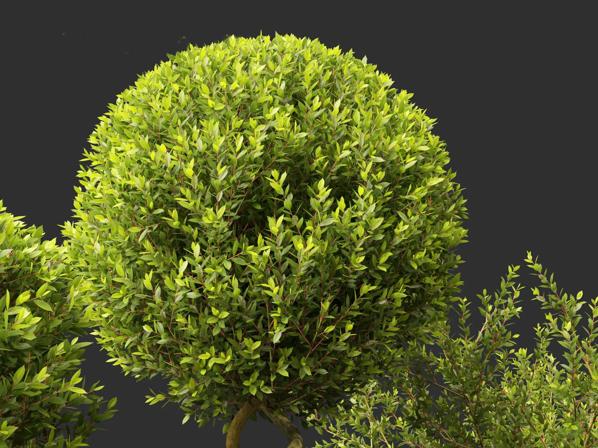 Laurus nobilis - Bay Tree 01