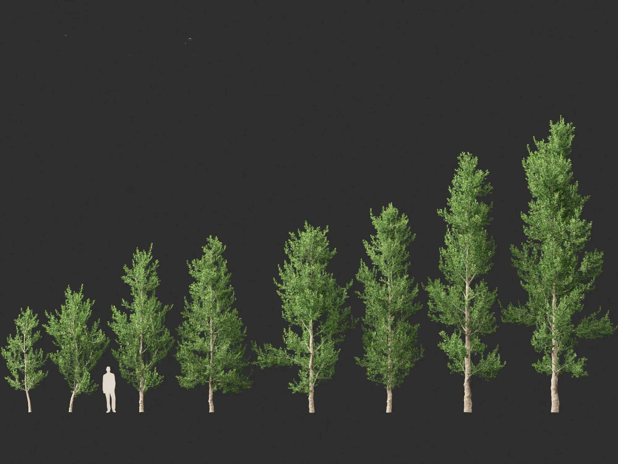 Agathis robusta - Queensland kauri