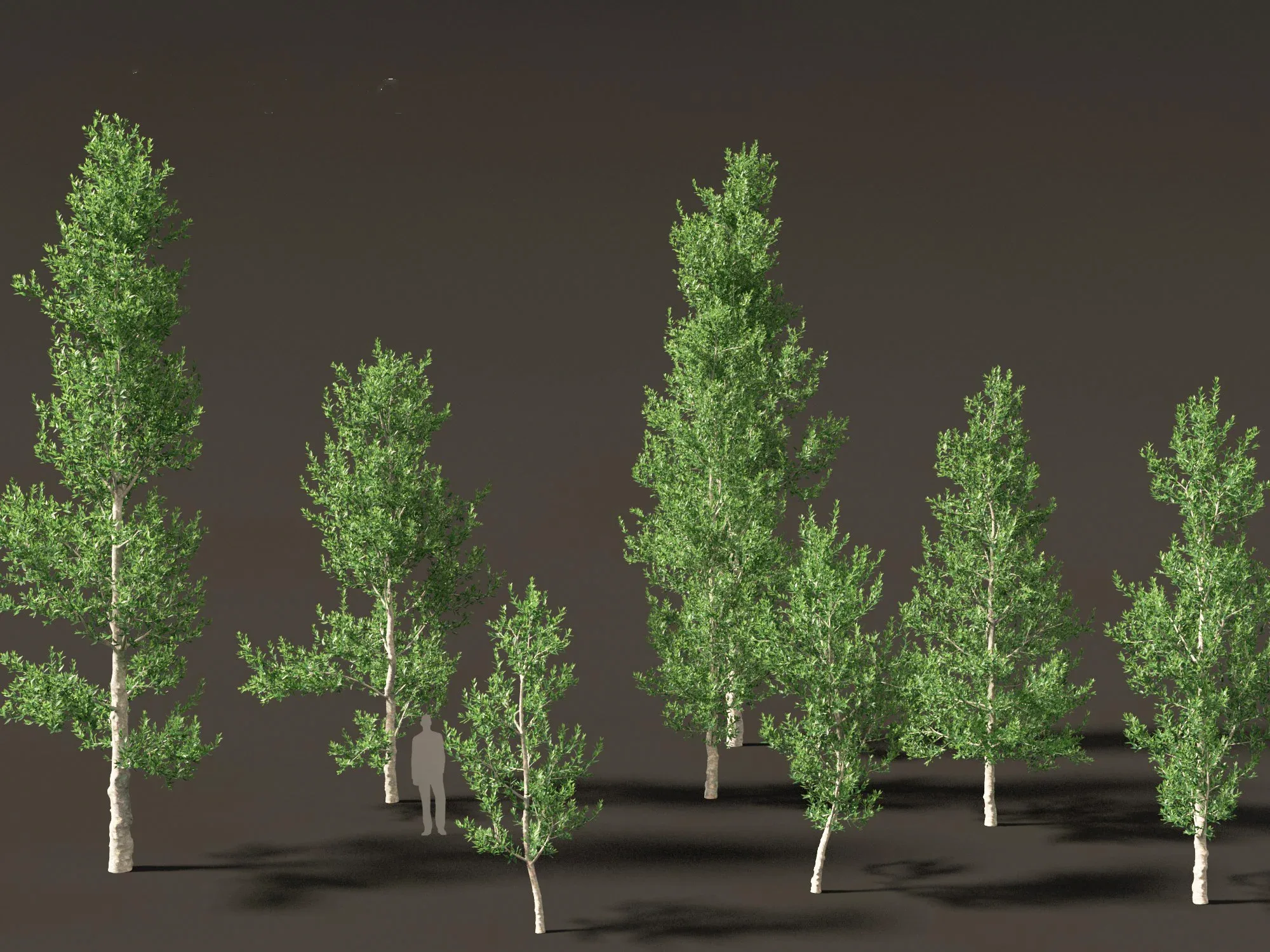 Agathis robusta - Queensland kauri