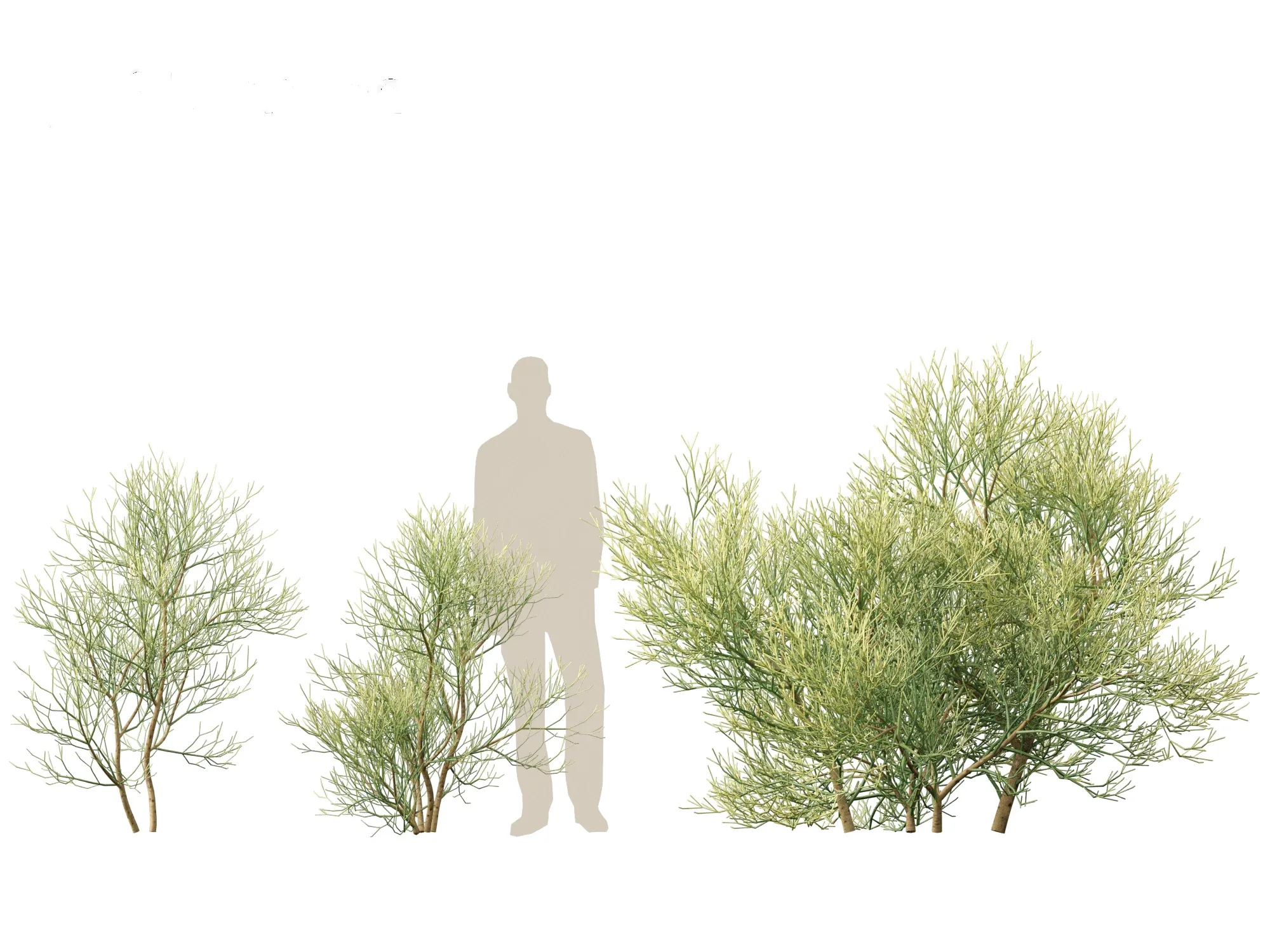 Euphorbia tirucalli - Indian tree spurge