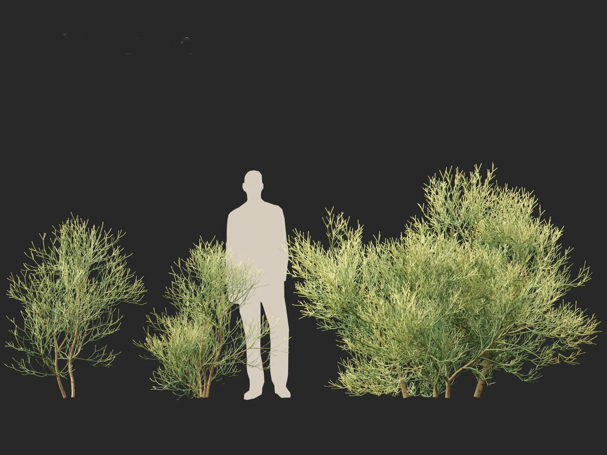 Euphorbia tirucalli - Indian tree spurge