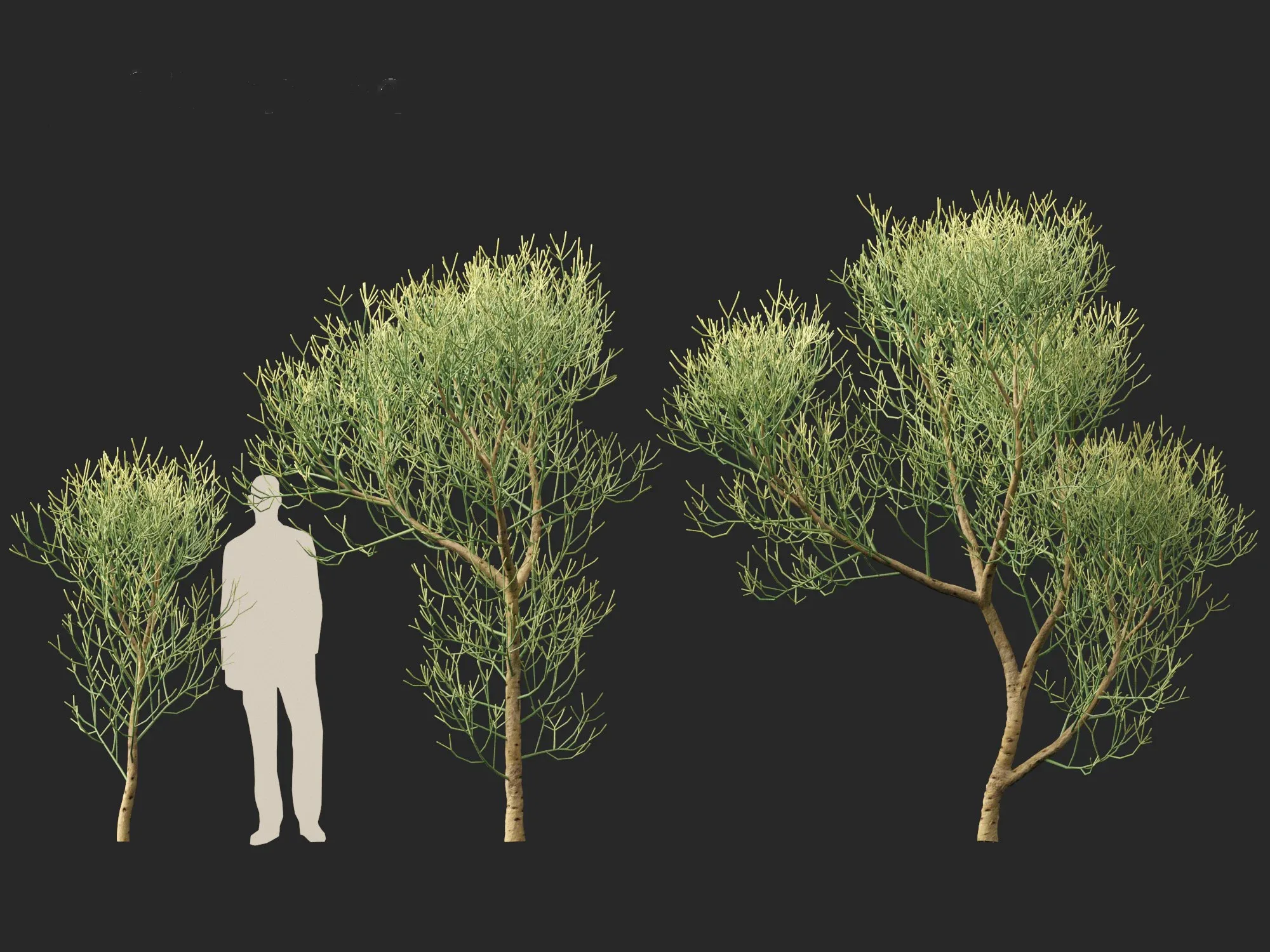 Euphorbia tirucalli - Indian tree spurge