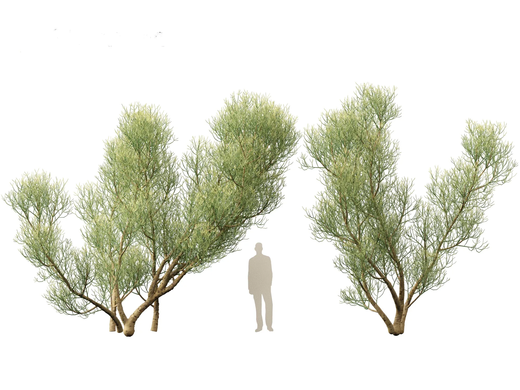 Euphorbia tirucalli - Indian tree spurge