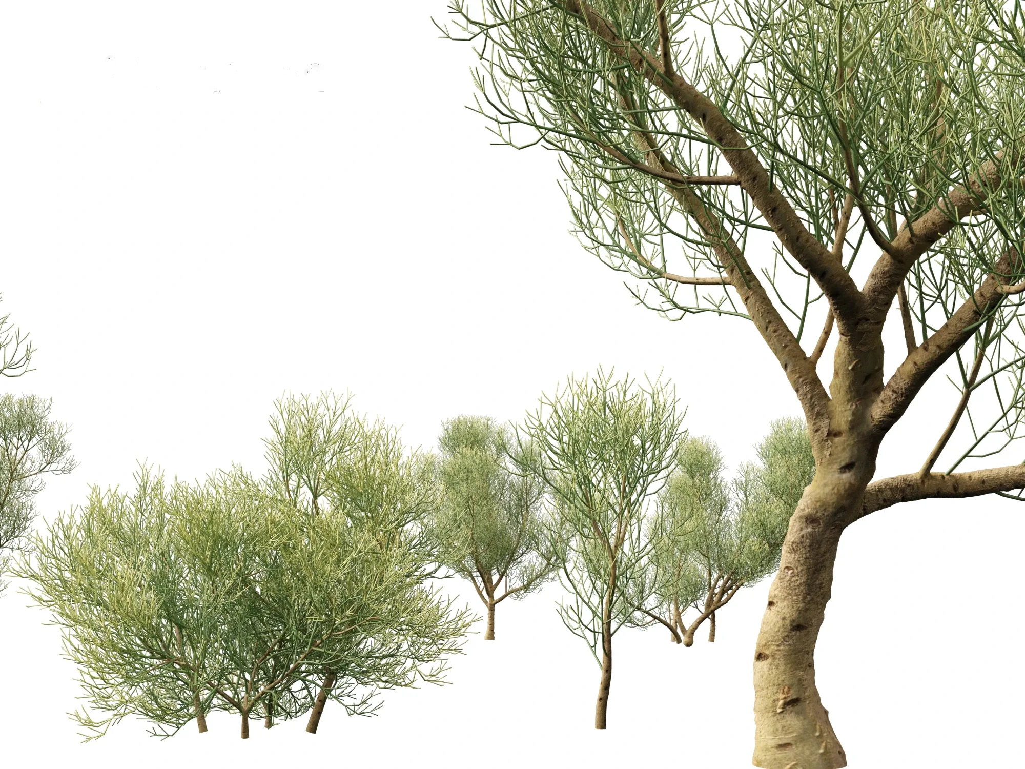 Euphorbia tirucalli - Indian tree spurge