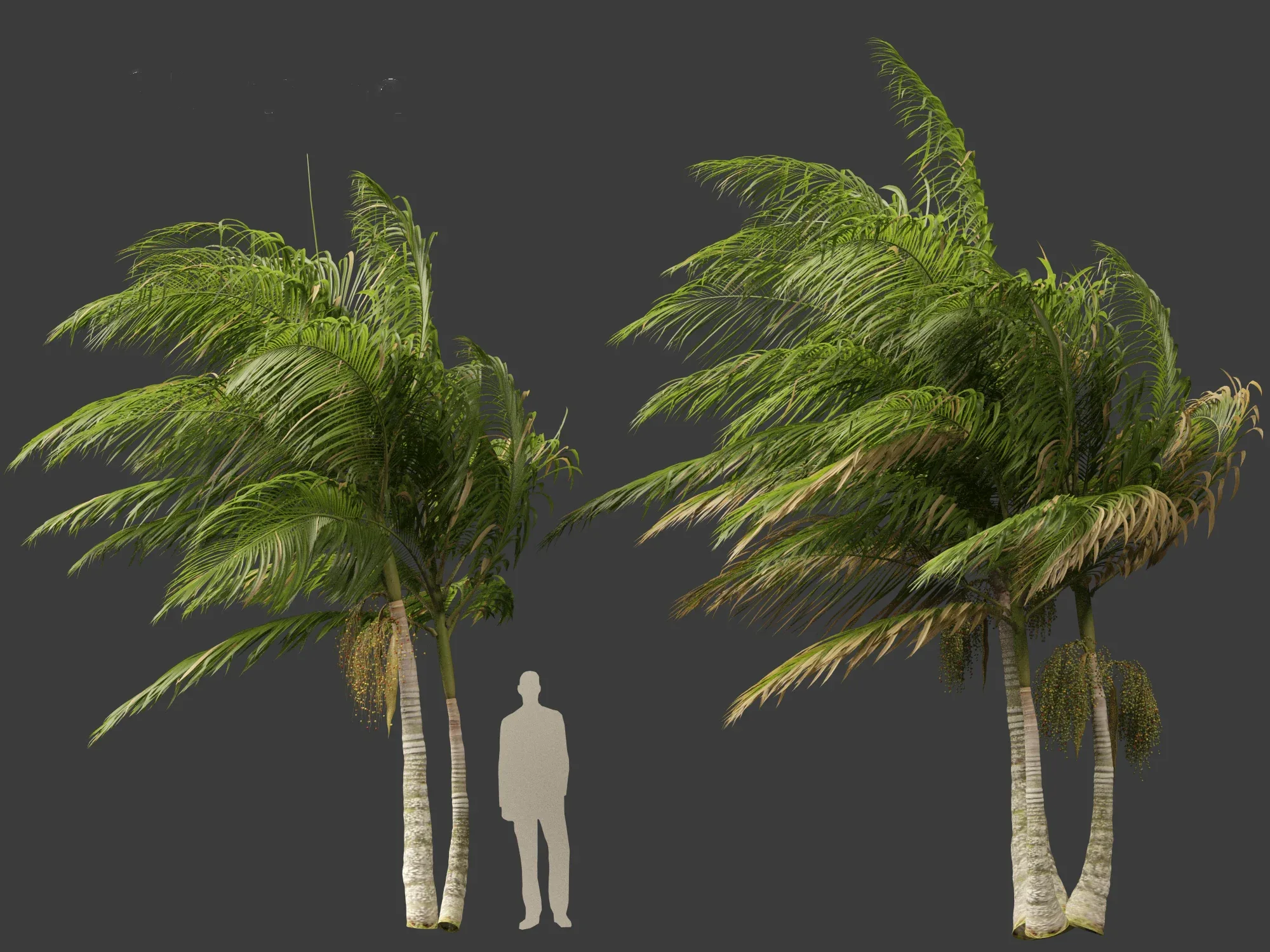 Archontophoenix alexandrae - Alexandra Palm 02