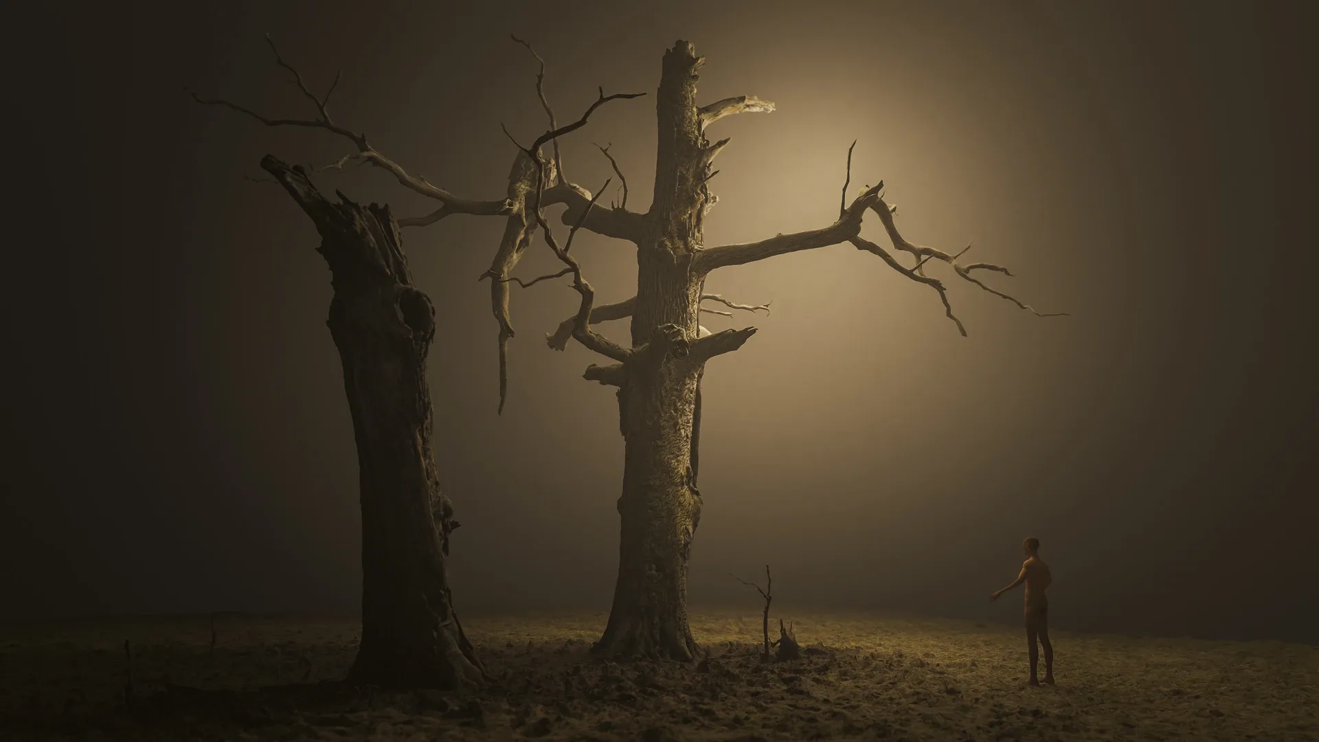 600-year-old dead oak - ENT 04