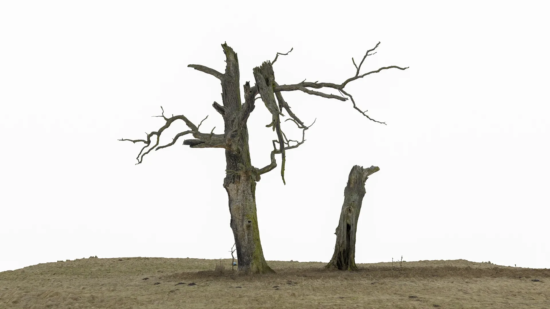 600-year-old dead oak - ENT 04