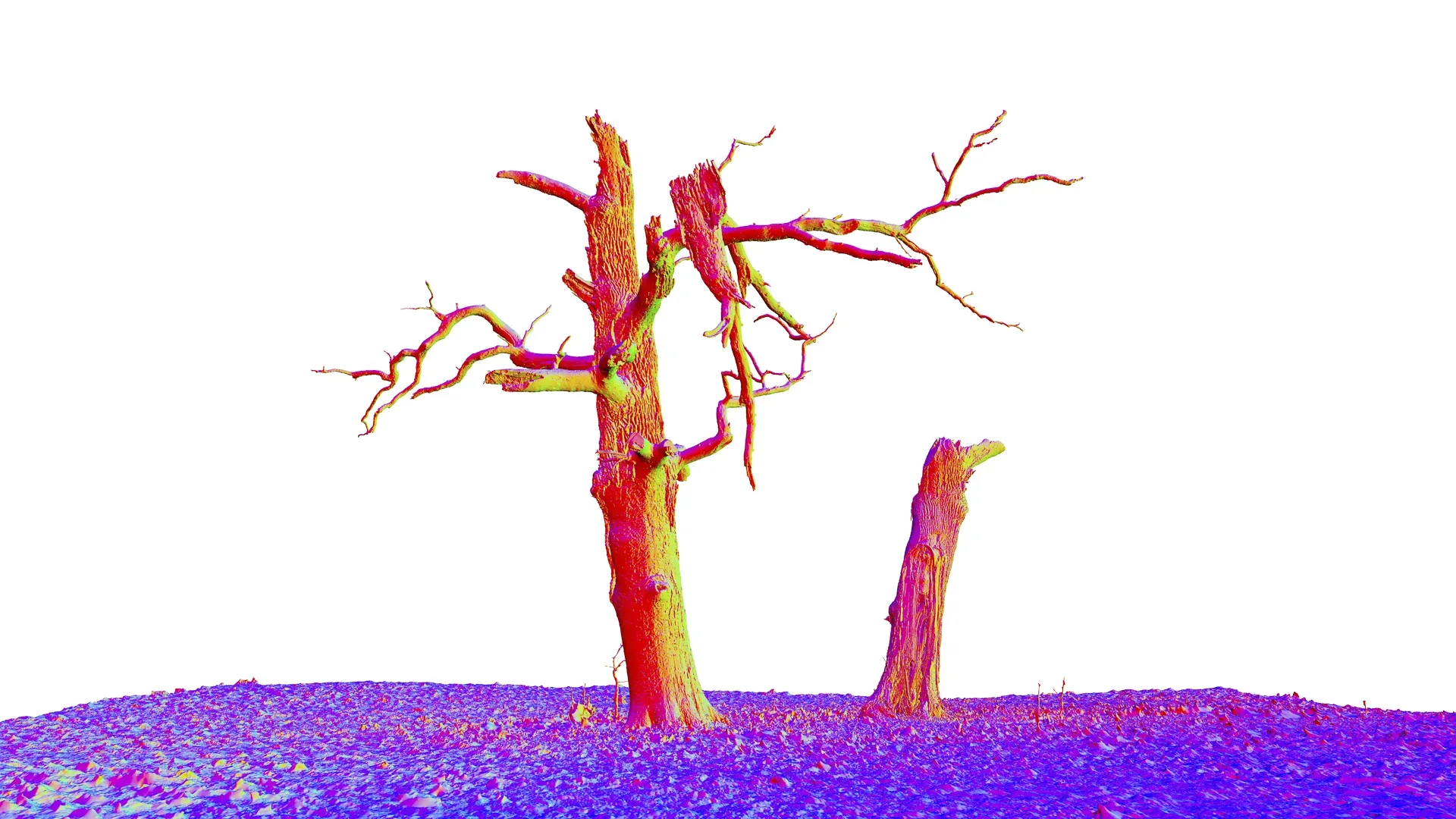 600-year-old dead oak - ENT 04