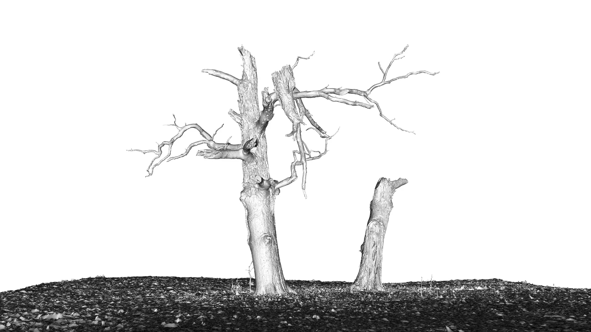 600-year-old dead oak - ENT 04
