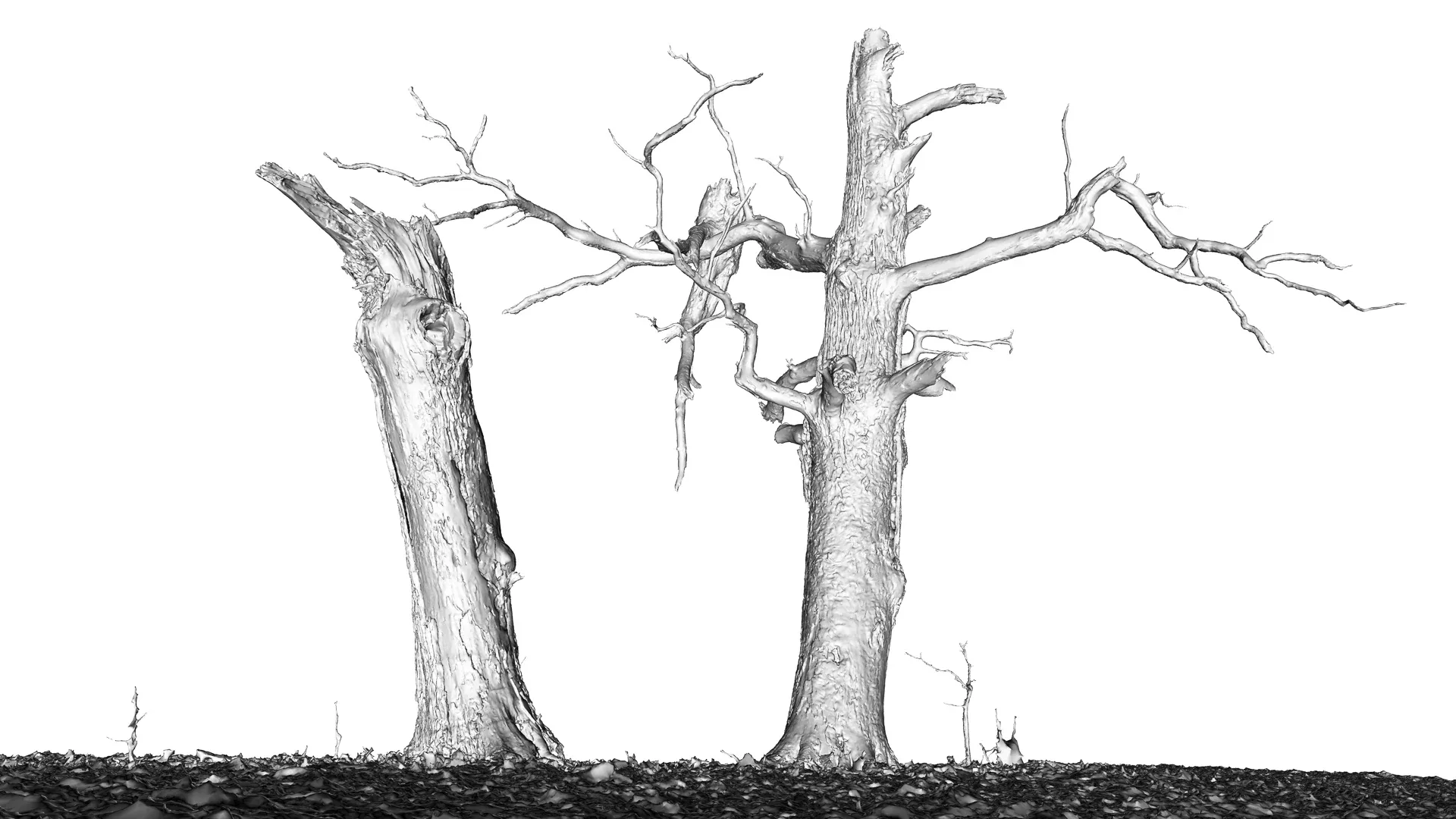 600-year-old dead oak - ENT 04
