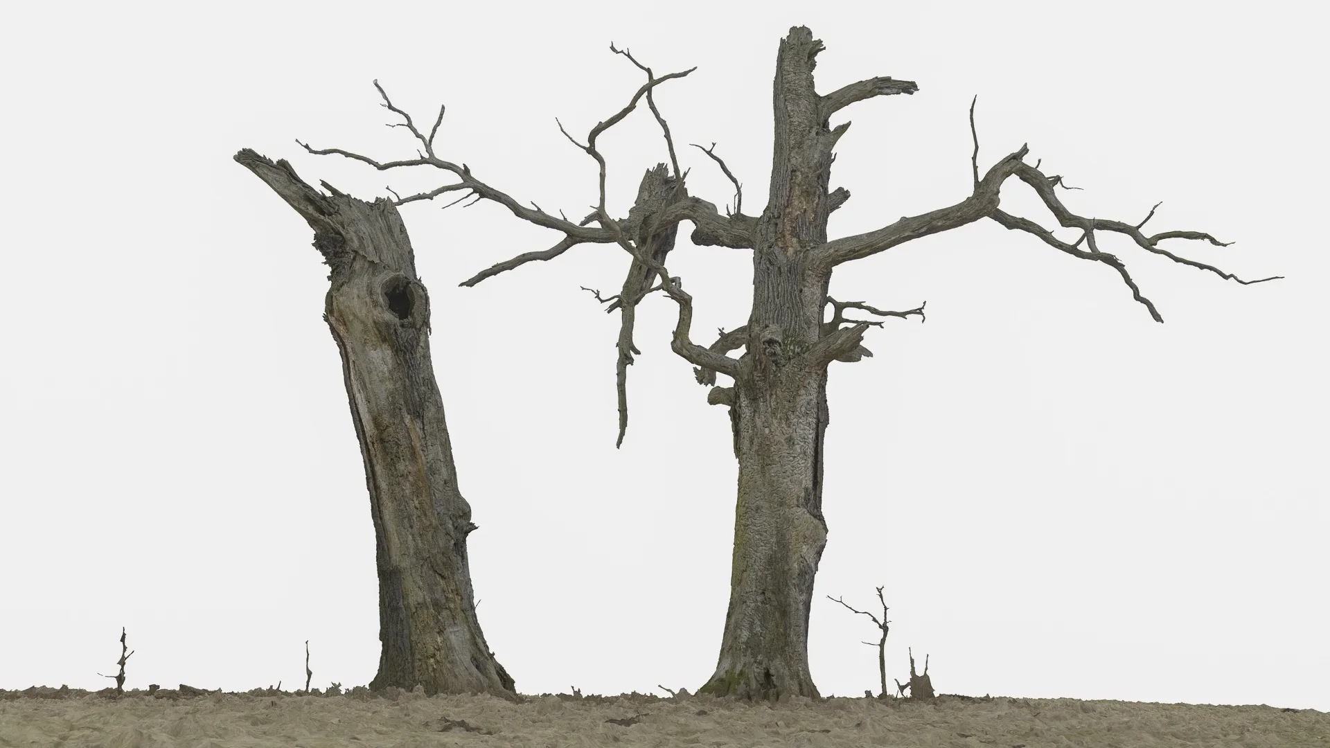 600-year-old dead oak - ENT 04