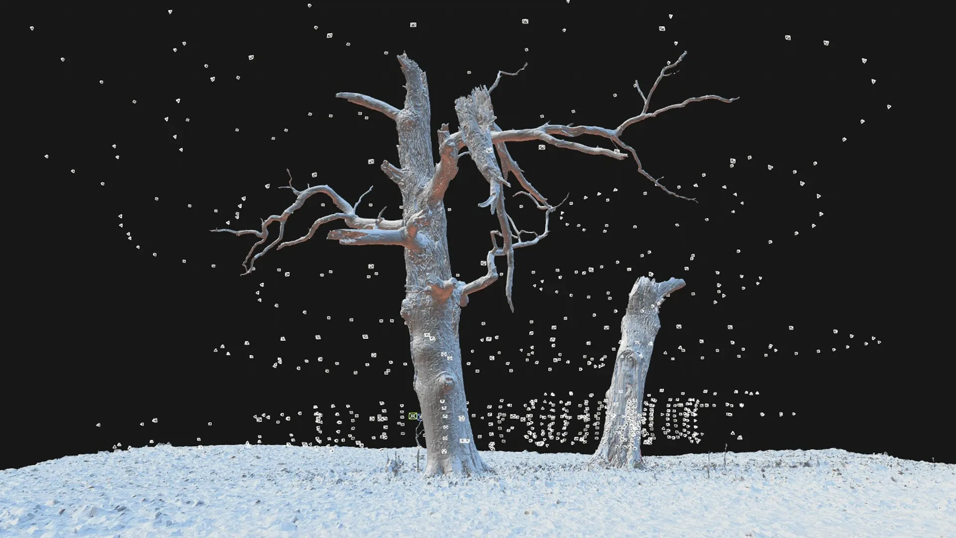 600-year-old dead oak - ENT 04