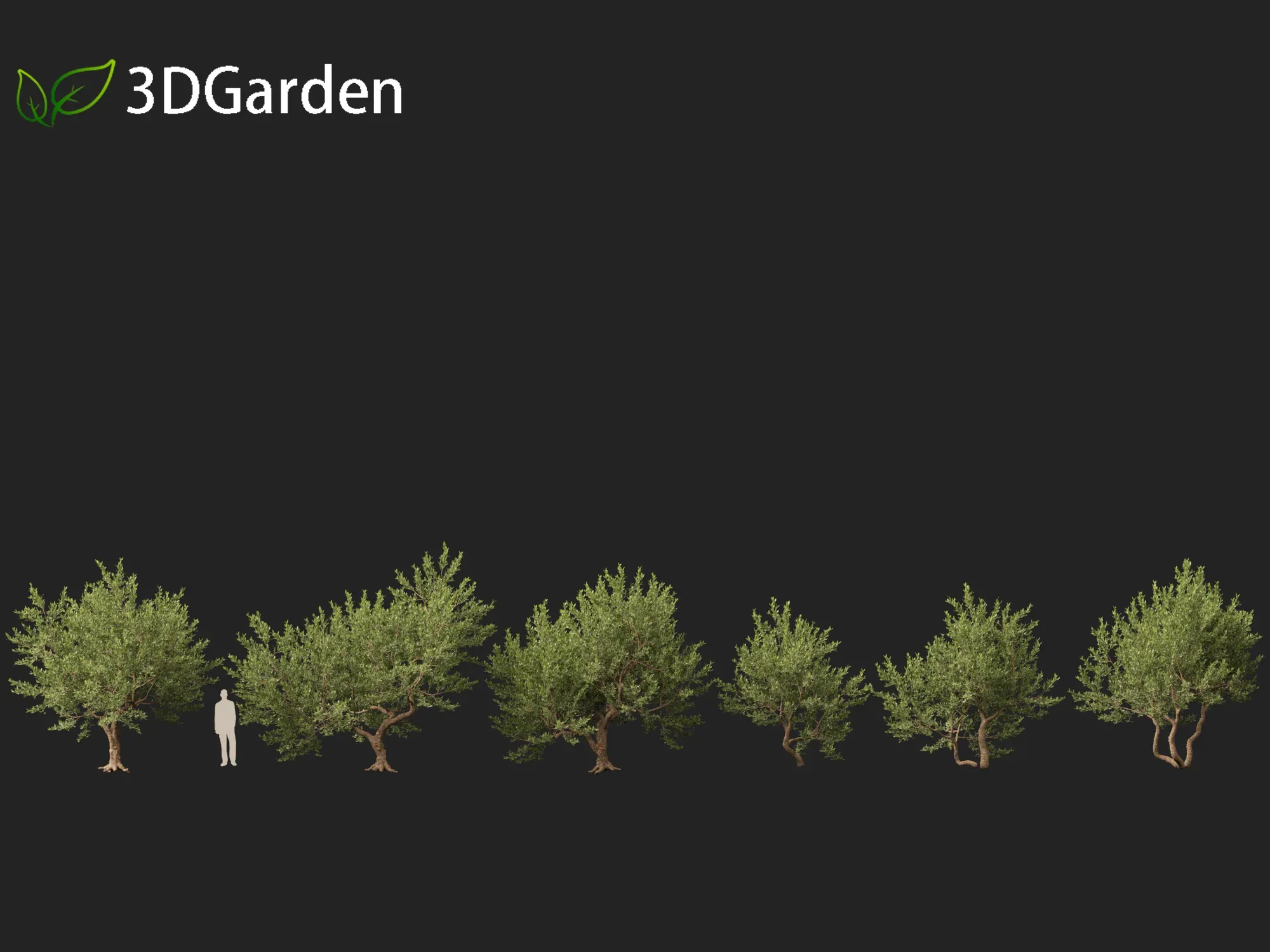 Pistacia lentiscus - Mastic