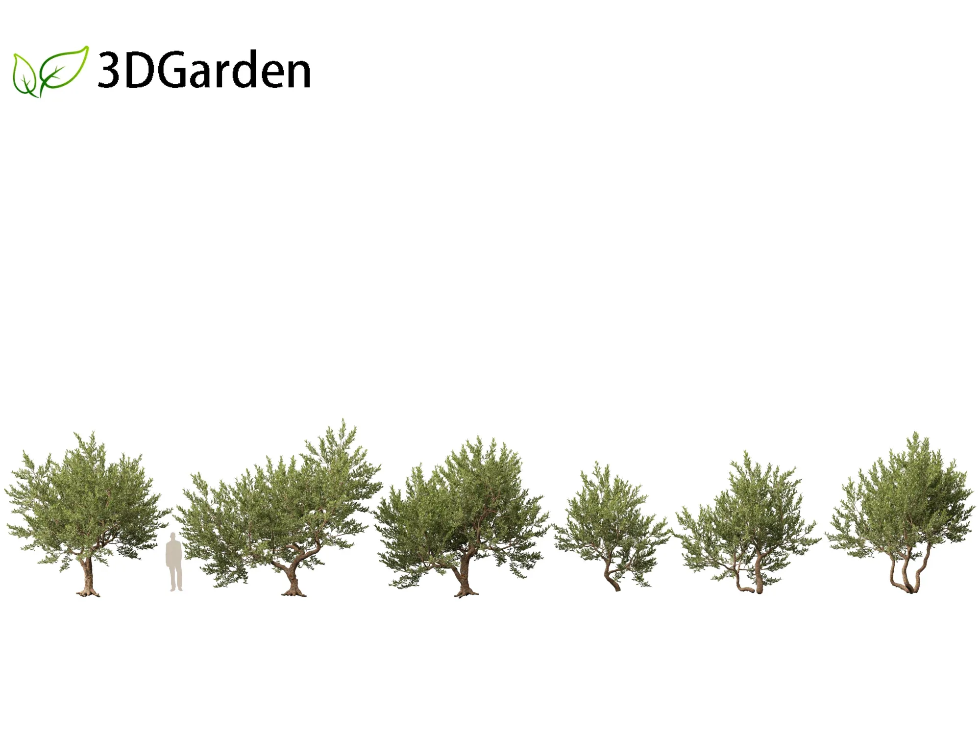 Pistacia lentiscus - Mastic