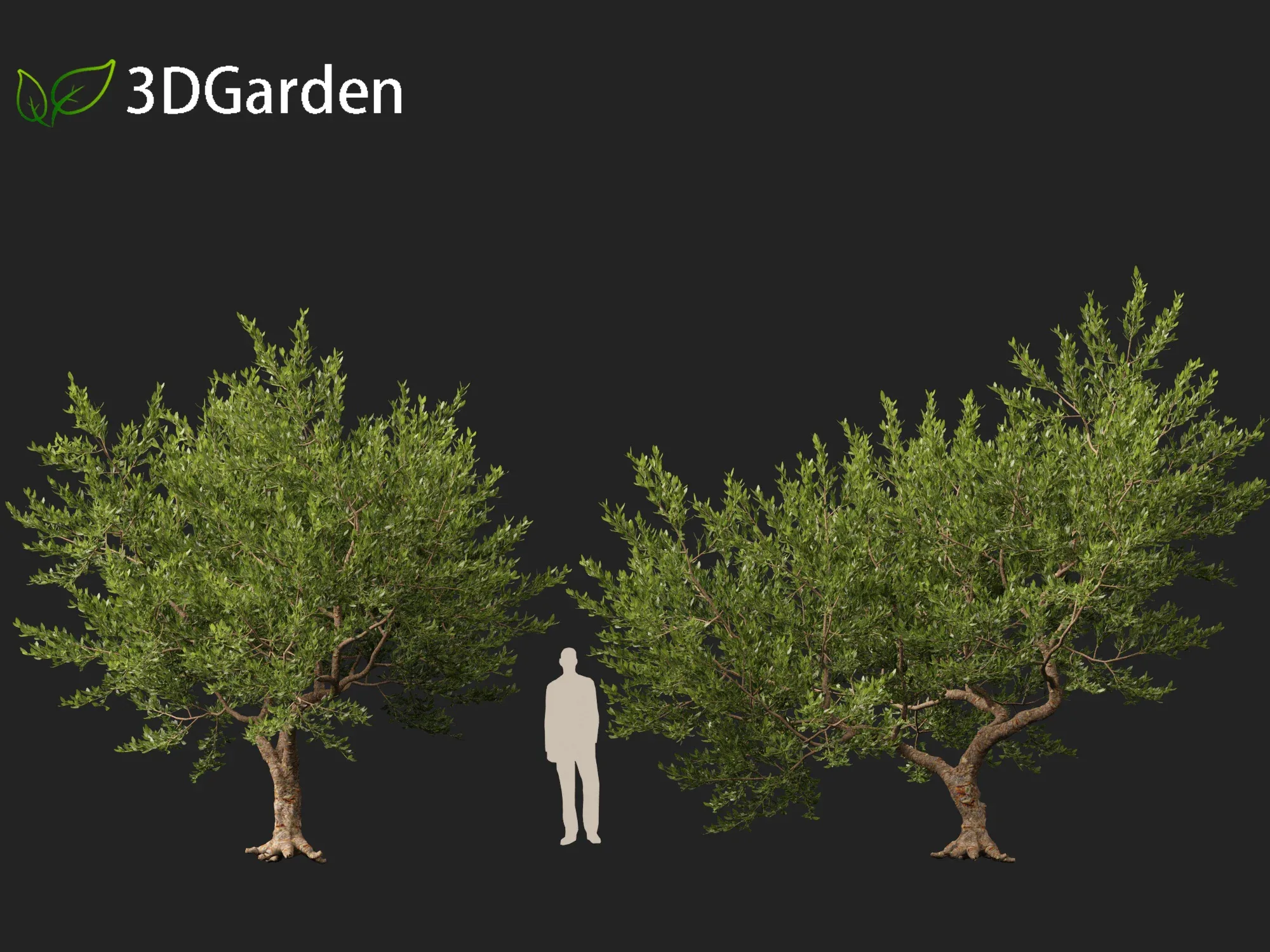 Pistacia lentiscus - Mastic