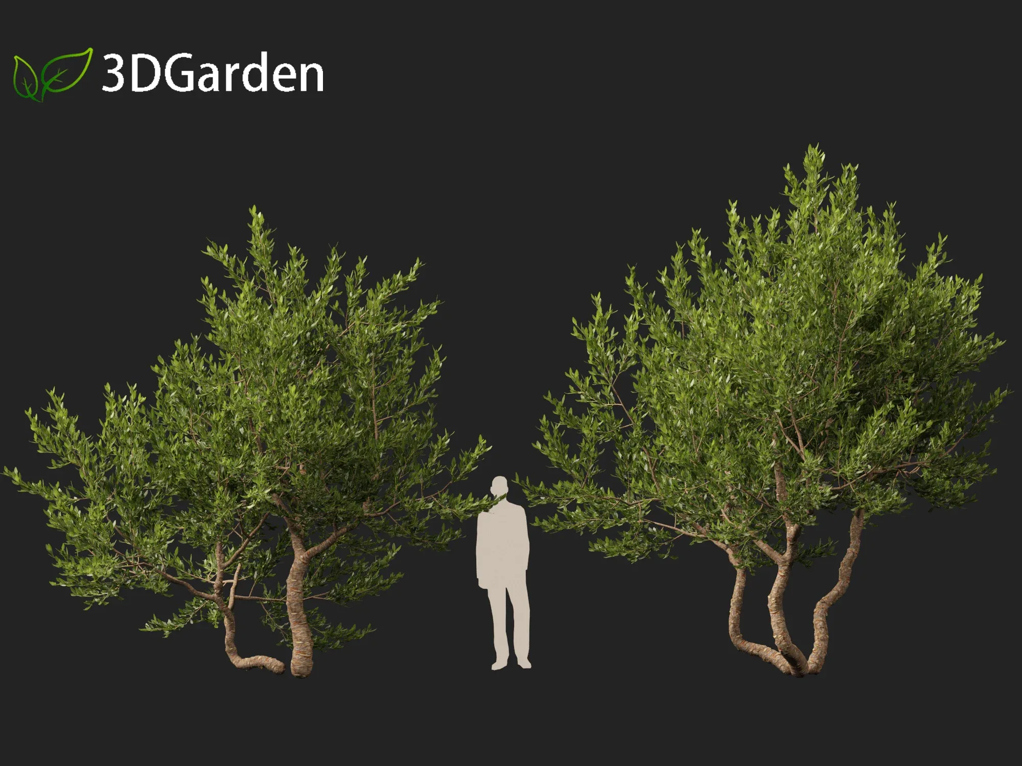 Pistacia lentiscus - Mastic