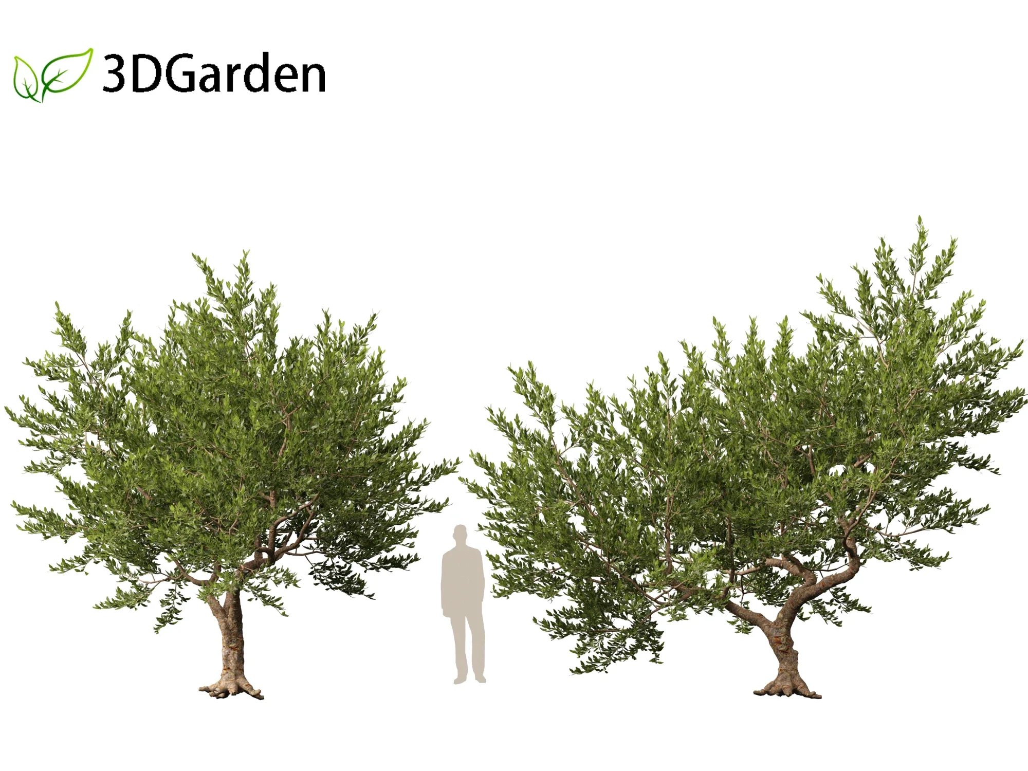 Pistacia lentiscus - Mastic