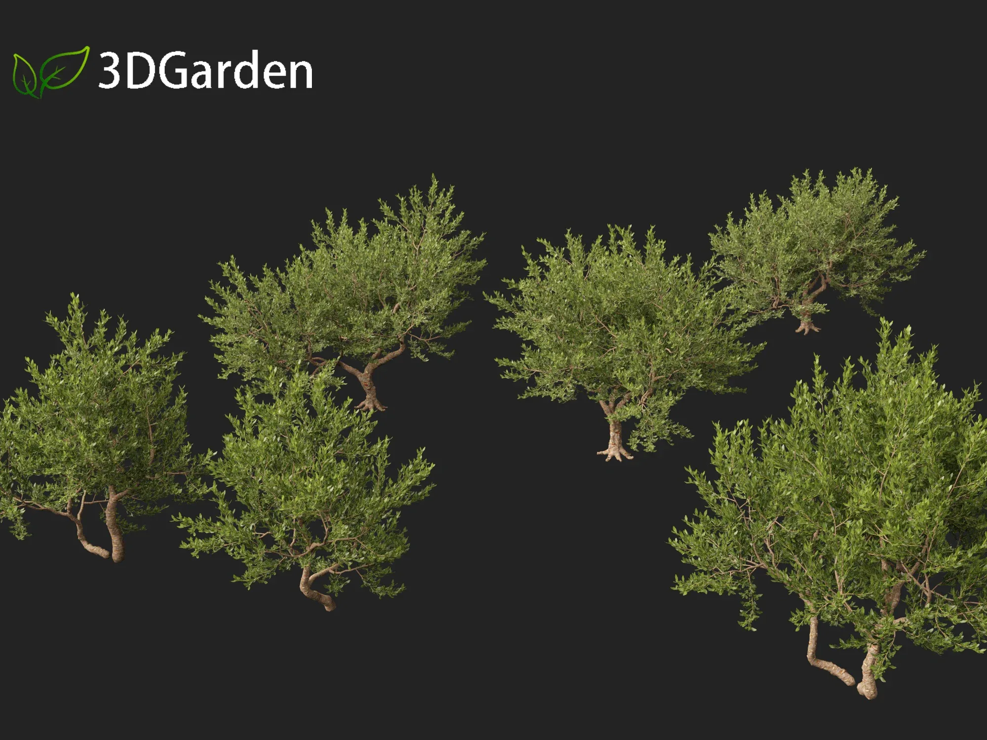 Pistacia lentiscus - Mastic