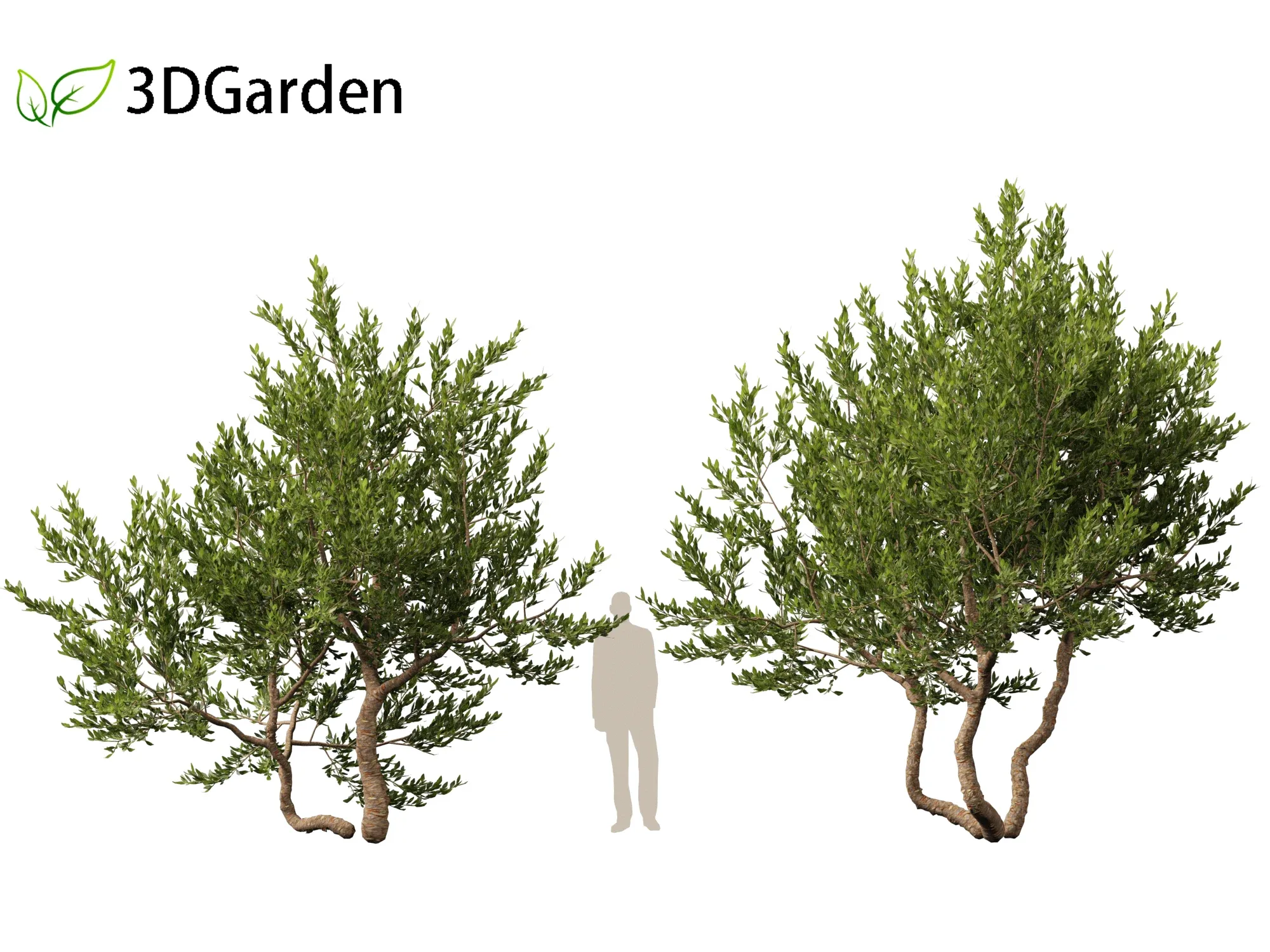 Pistacia lentiscus - Mastic