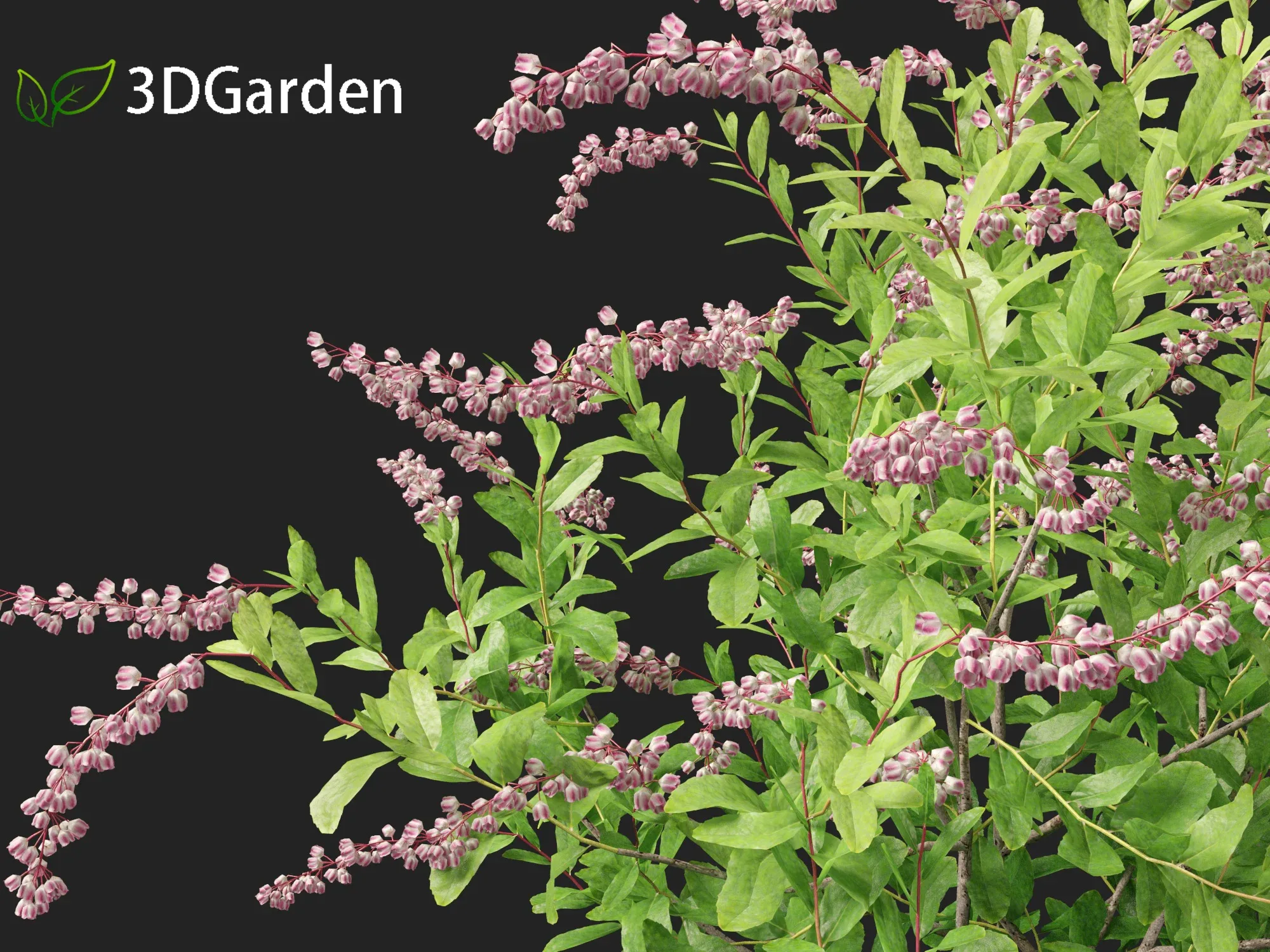Zenobia pulverulenta Raspberry - FlippedNormals
