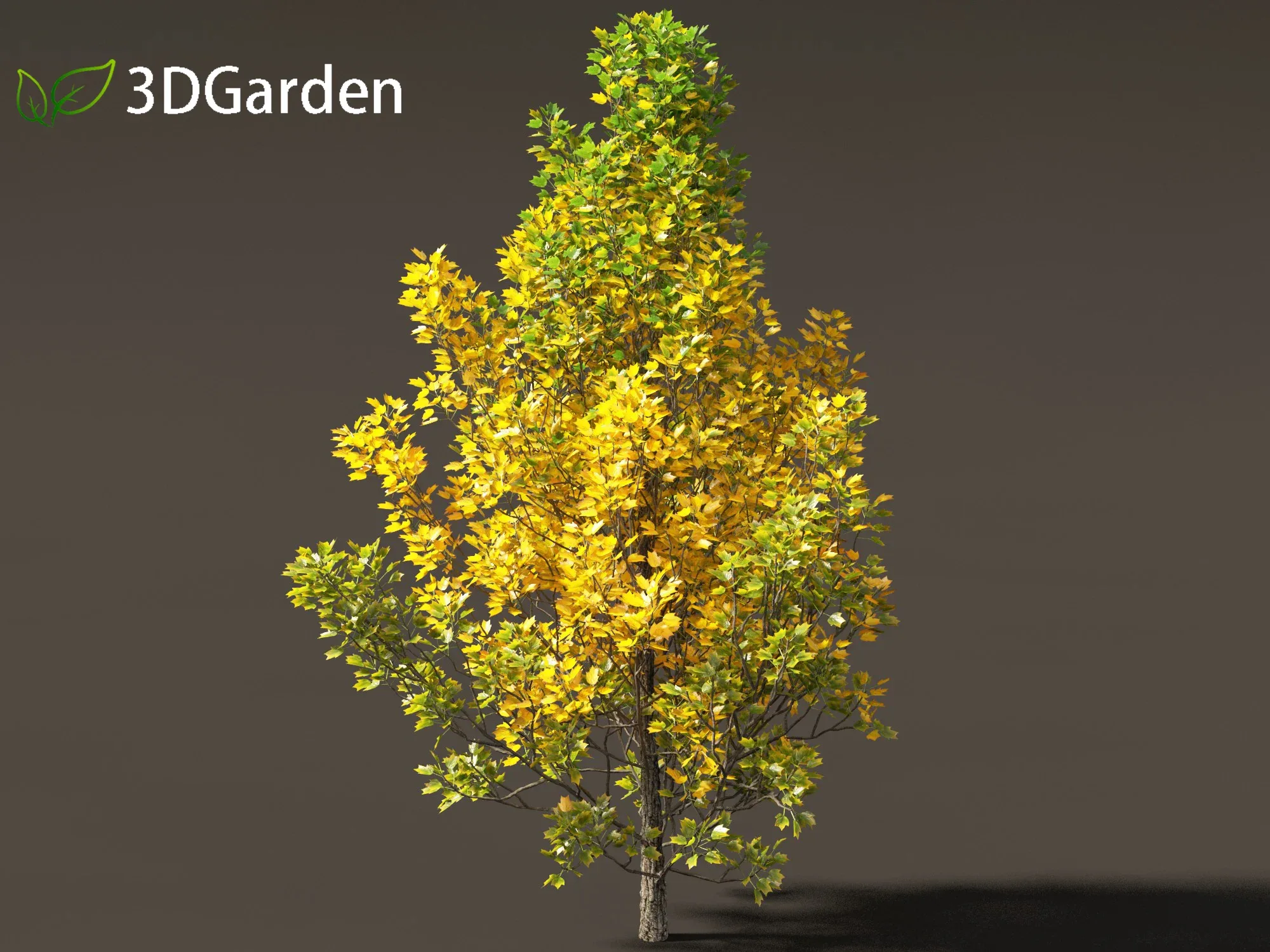 Liriodendron tulipifera - tulip tree 02