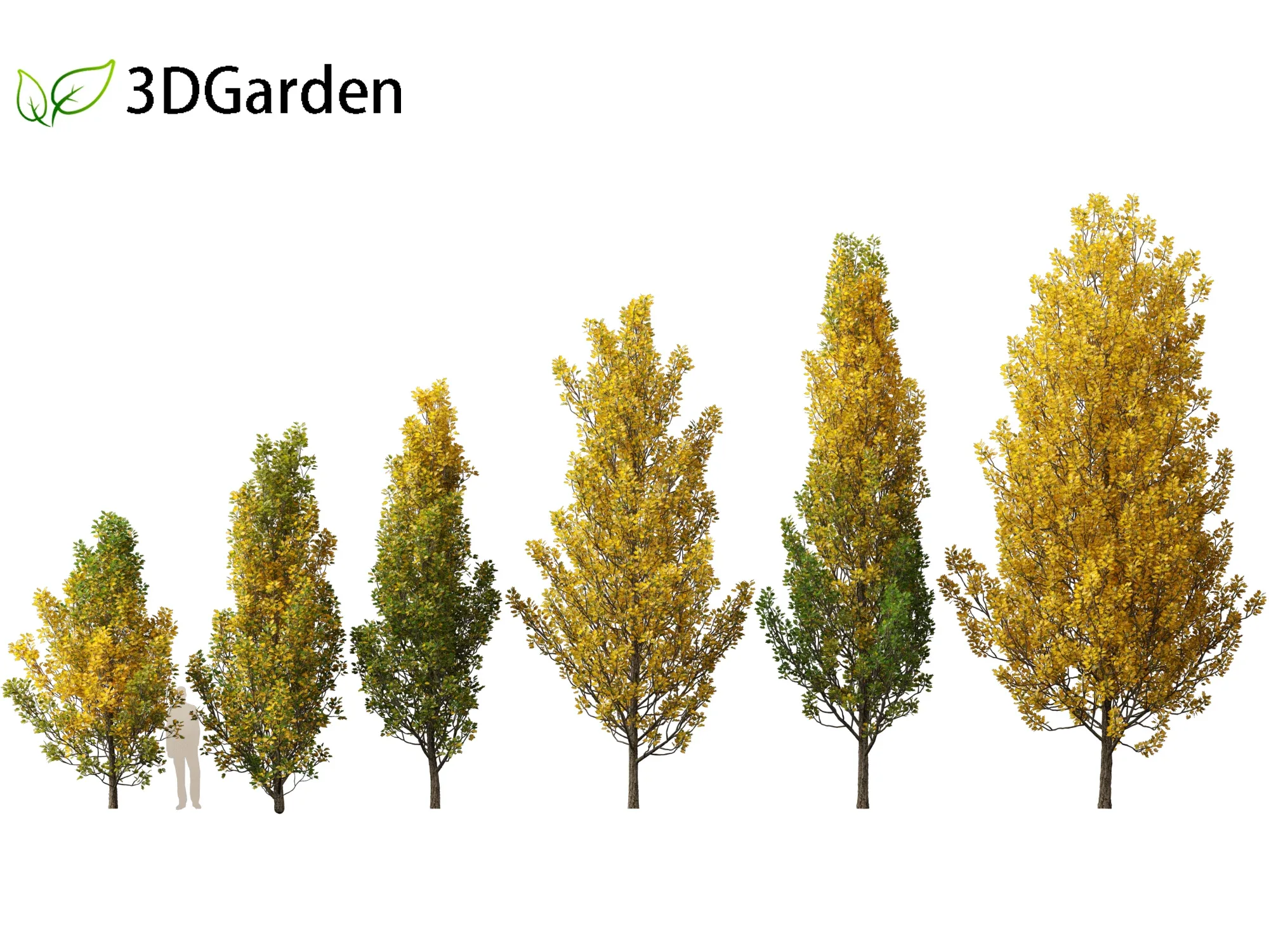Liriodendron tulipifera - tulip tree 02