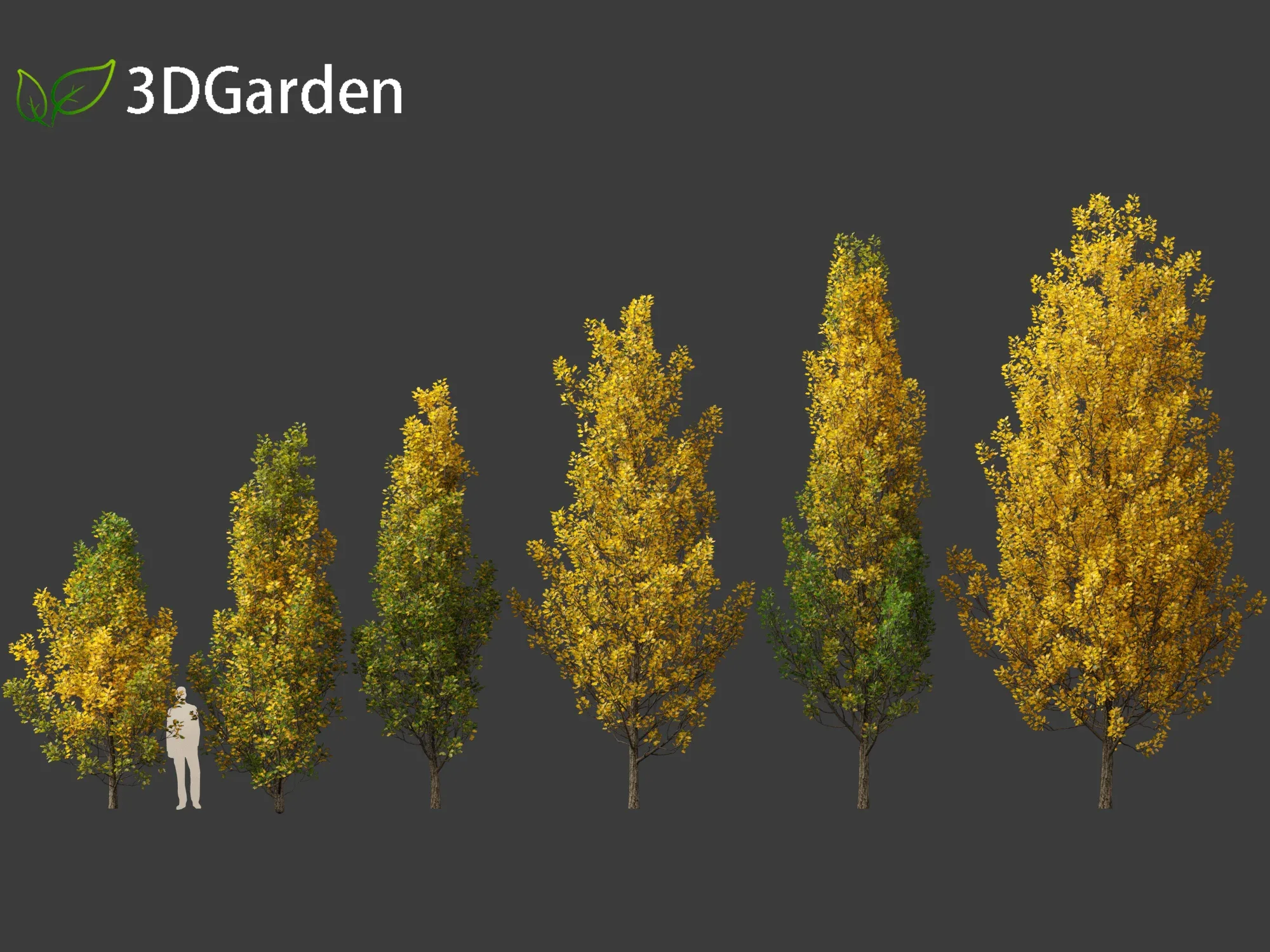 Liriodendron tulipifera - tulip tree 02