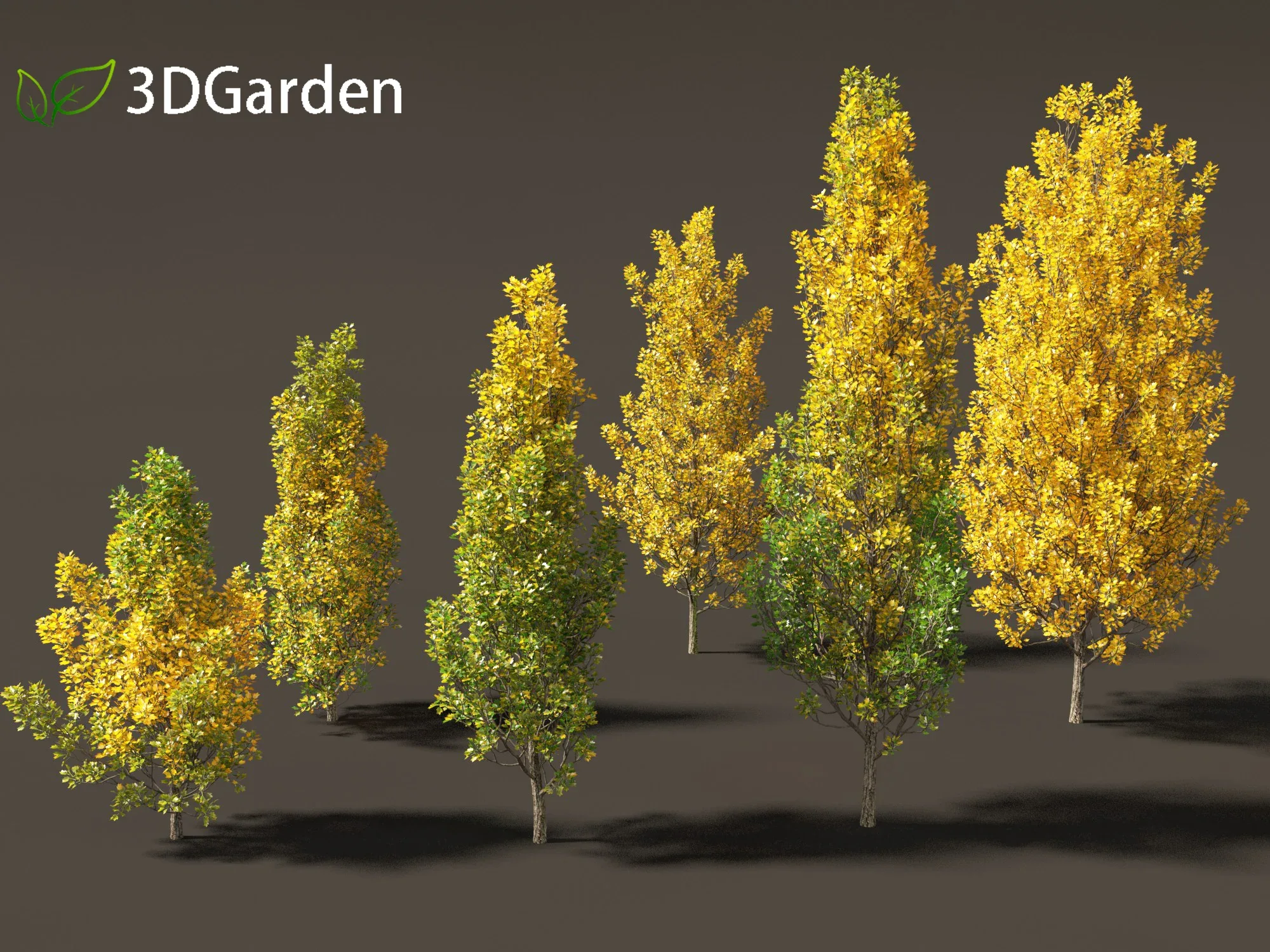 Liriodendron tulipifera - tulip tree 02
