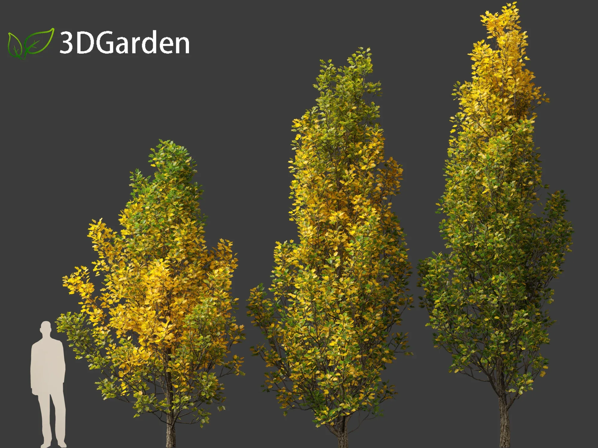 Liriodendron tulipifera - tulip tree 02