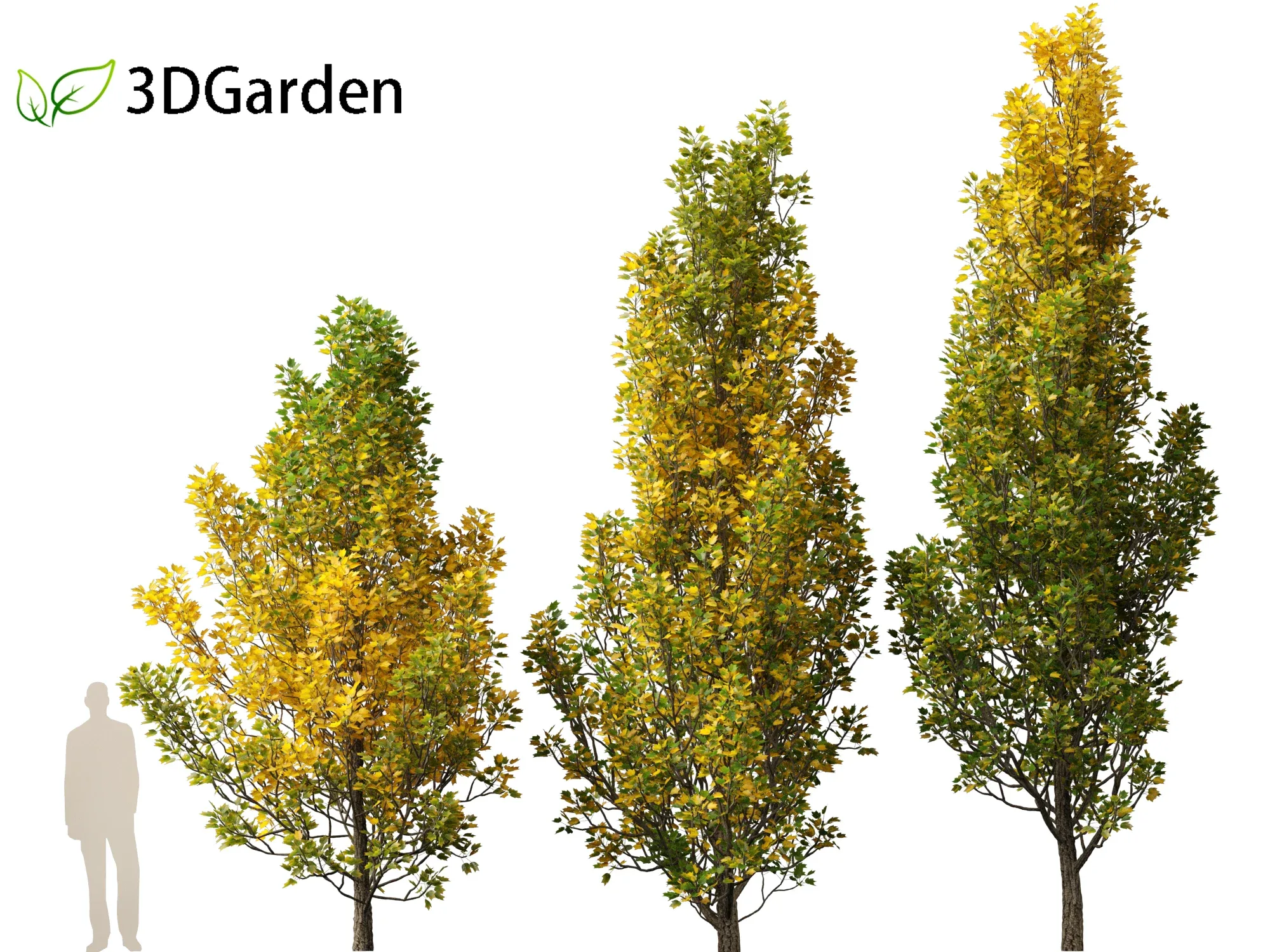 Liriodendron tulipifera - tulip tree 02