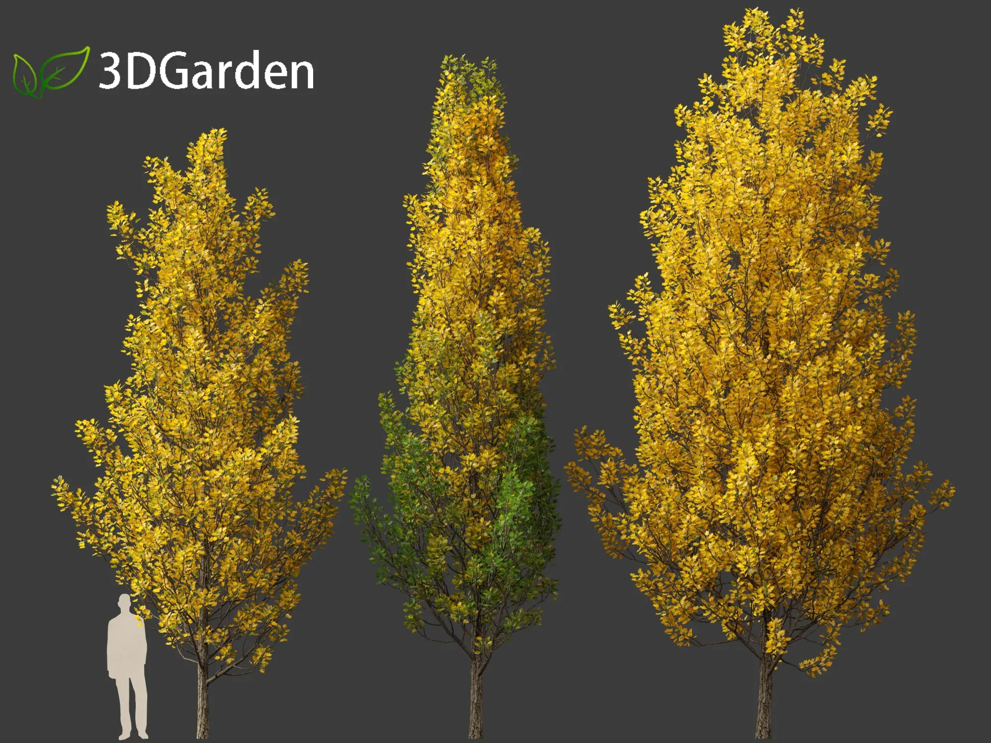 Liriodendron tulipifera - tulip tree 02
