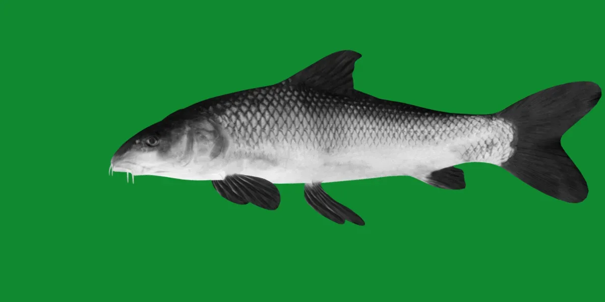 Barbus Barbel Fish