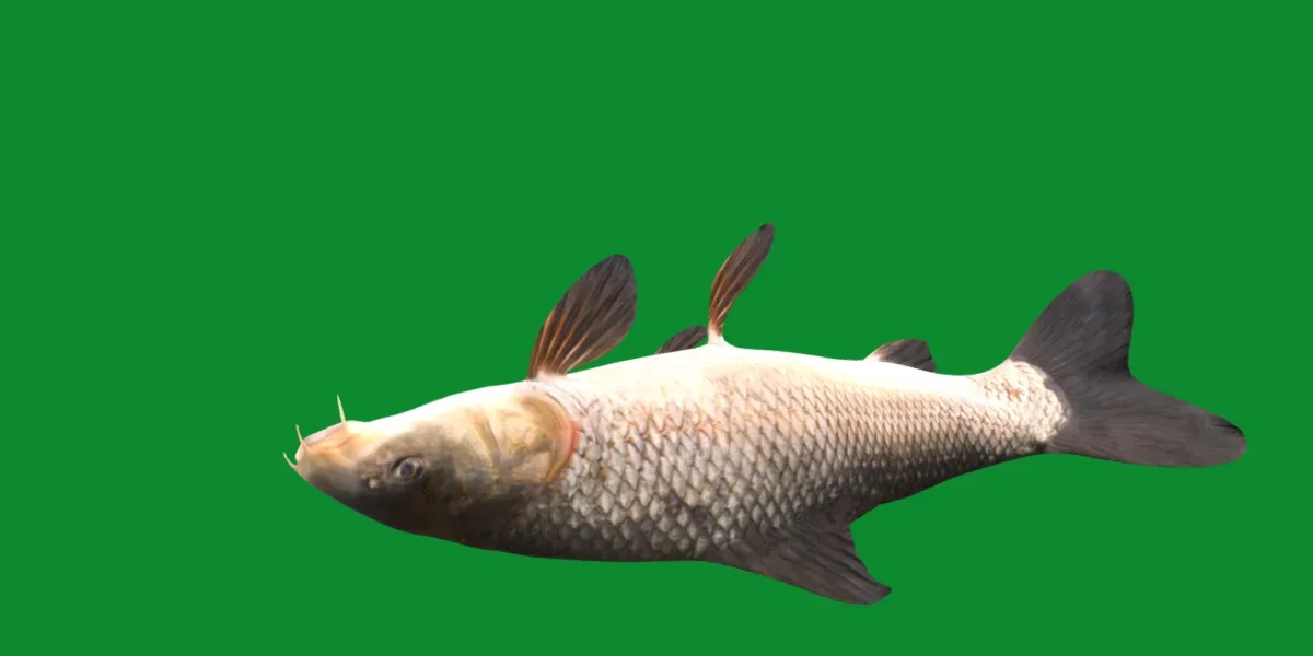 Barbus Barbel Fish