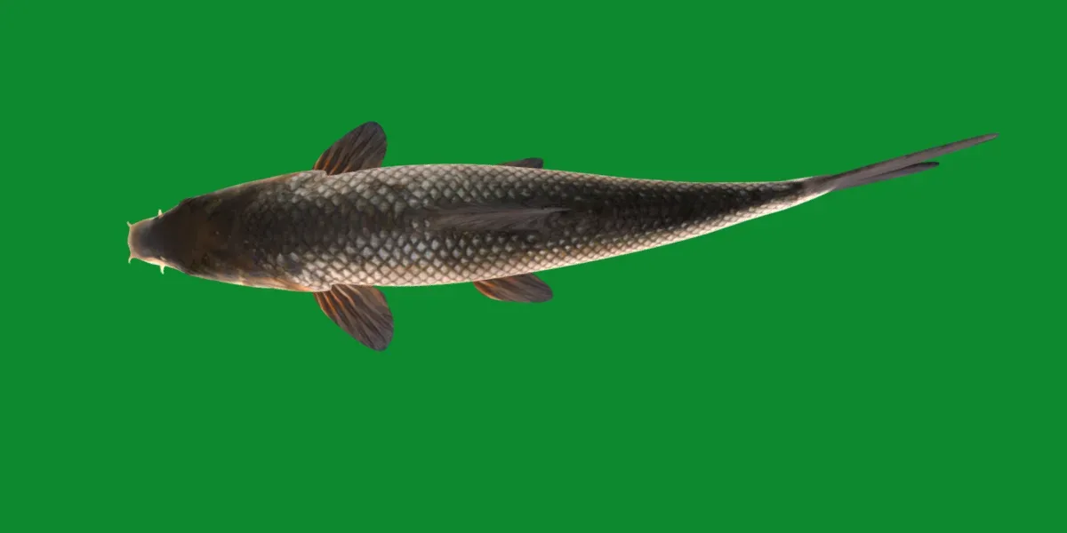 Barbus Barbel Fish