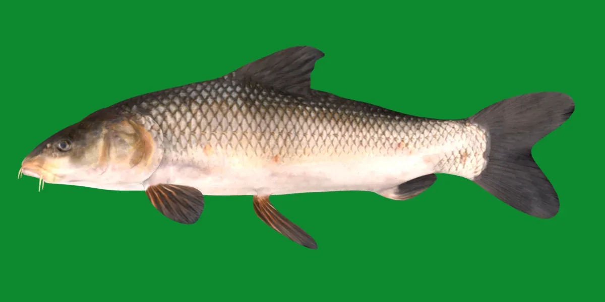 Barbus Barbel Fish