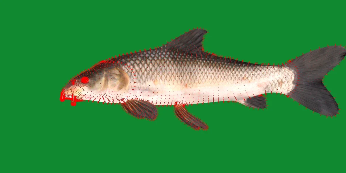 Barbus Barbel Fish