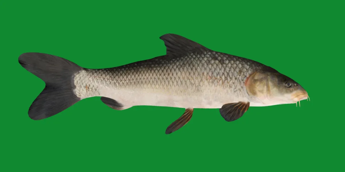 Barbus Barbel Fish