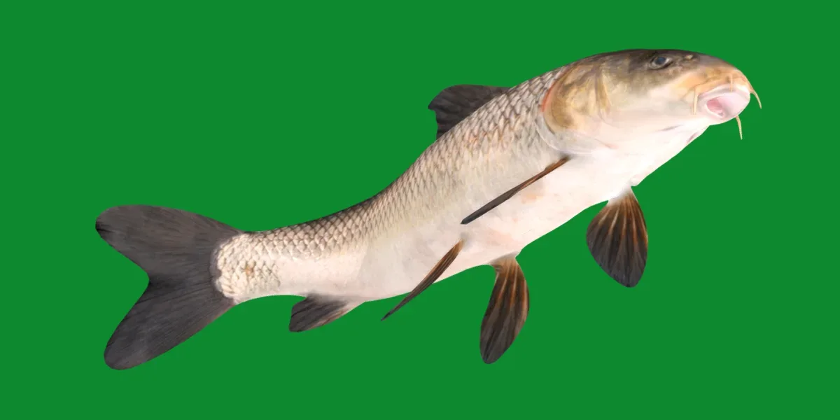 Barbus Barbel Fish