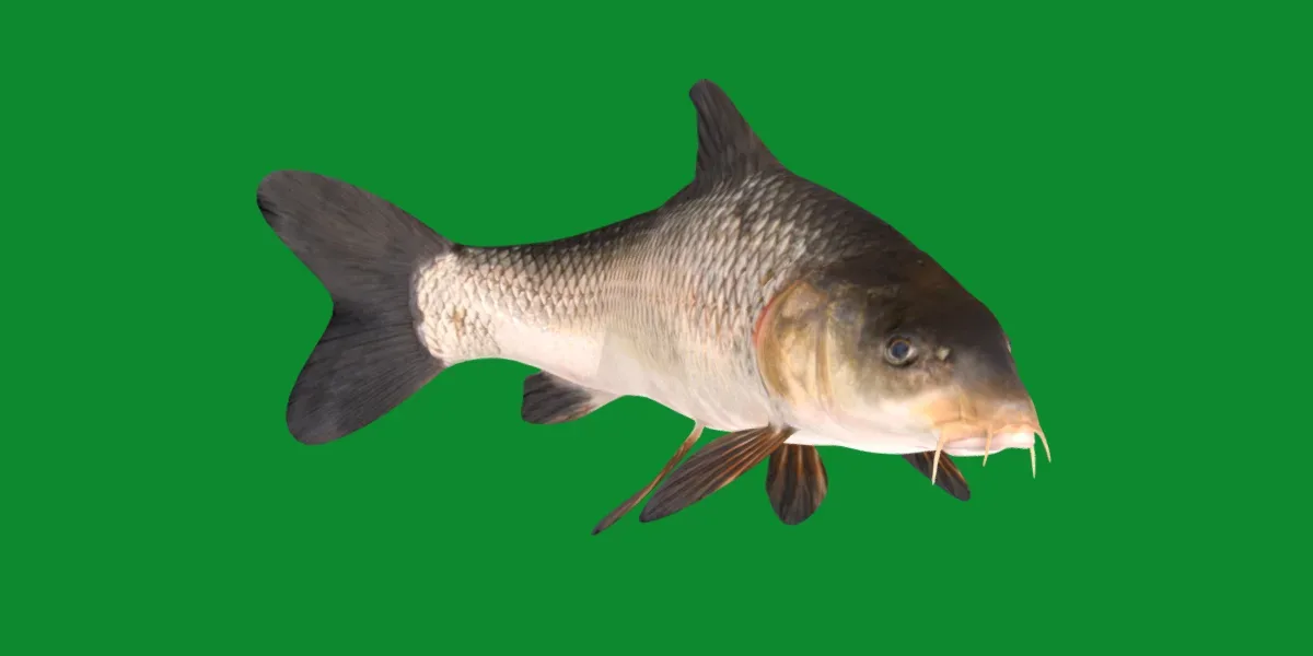 Barbus Barbel Fish