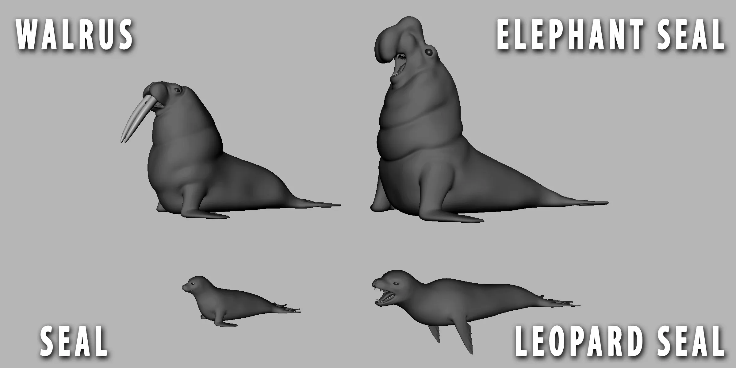 4 Seal Pack  - Topology + UV Map