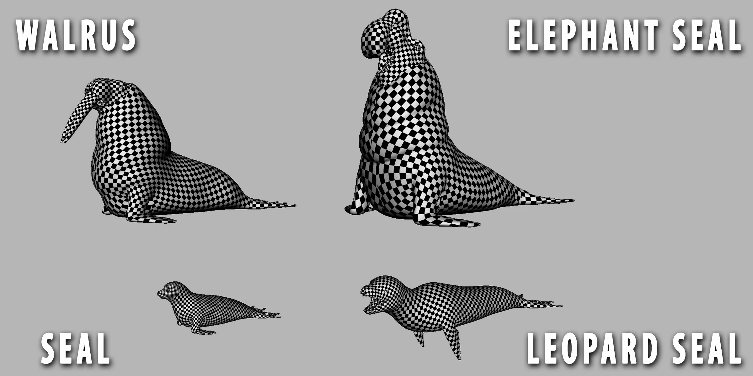 4 Seal Pack  - Topology + UV Map
